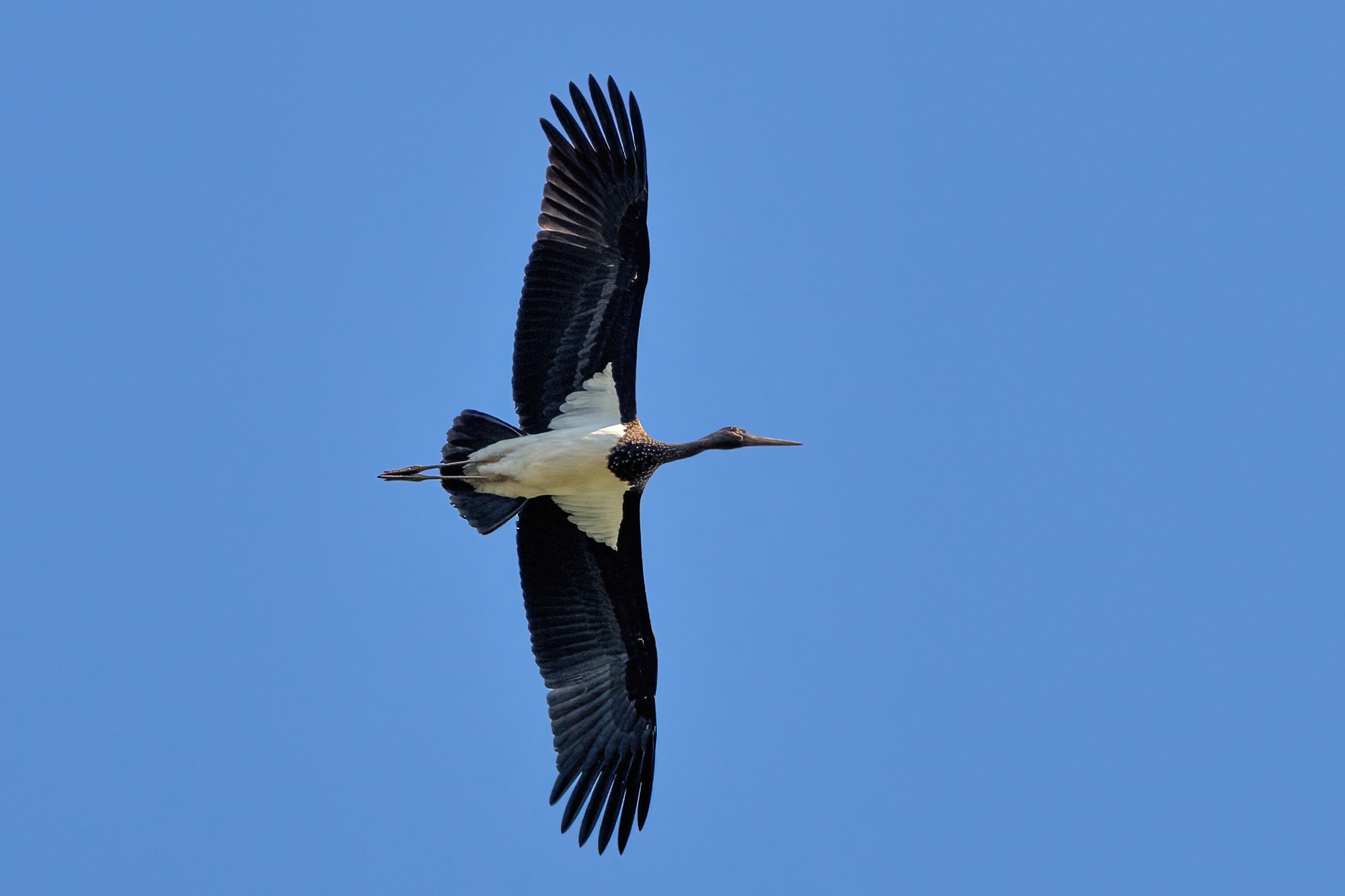 Black stork (Ciconia nigra)