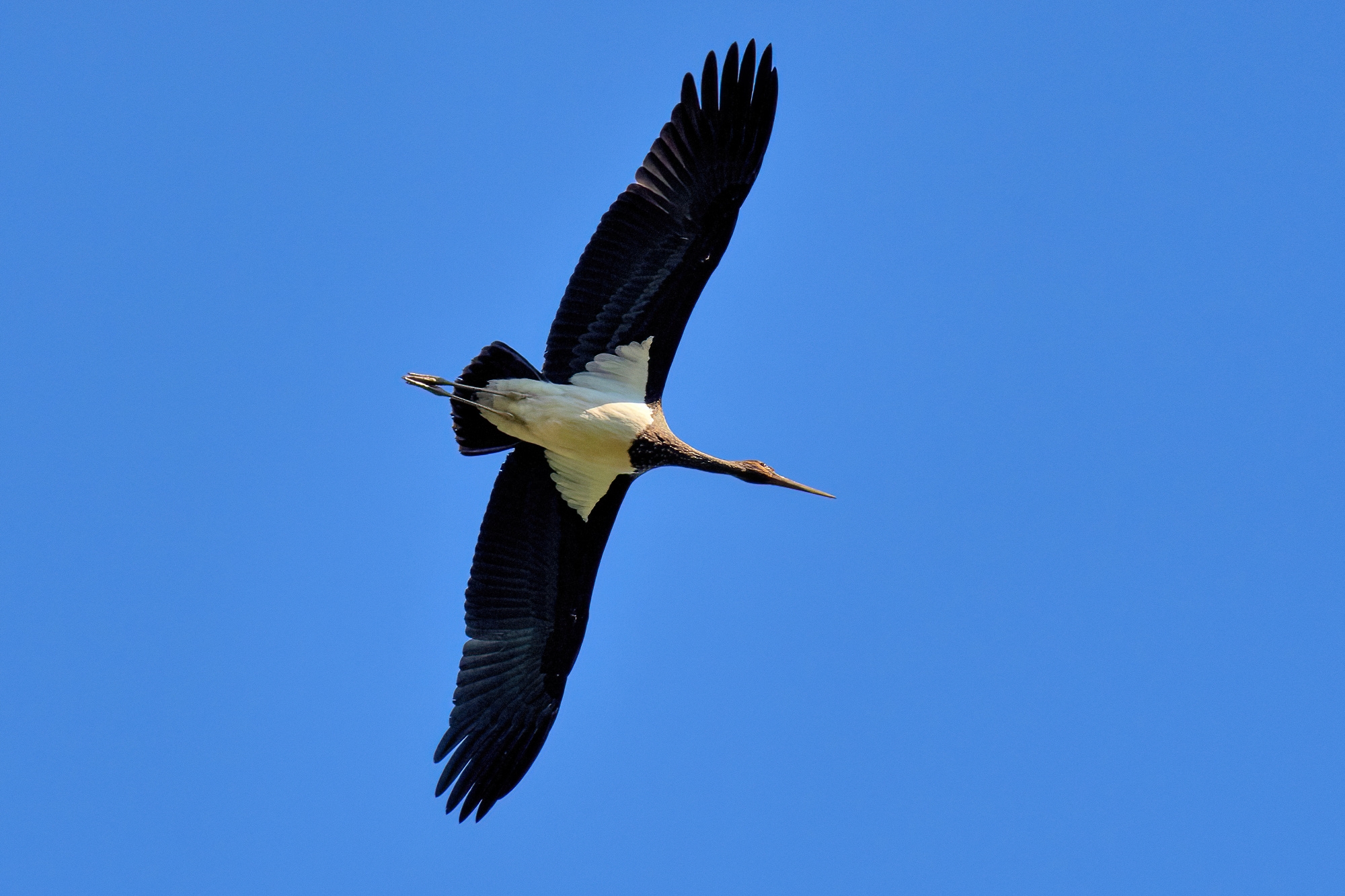 Black stork (Ciconia nigra)