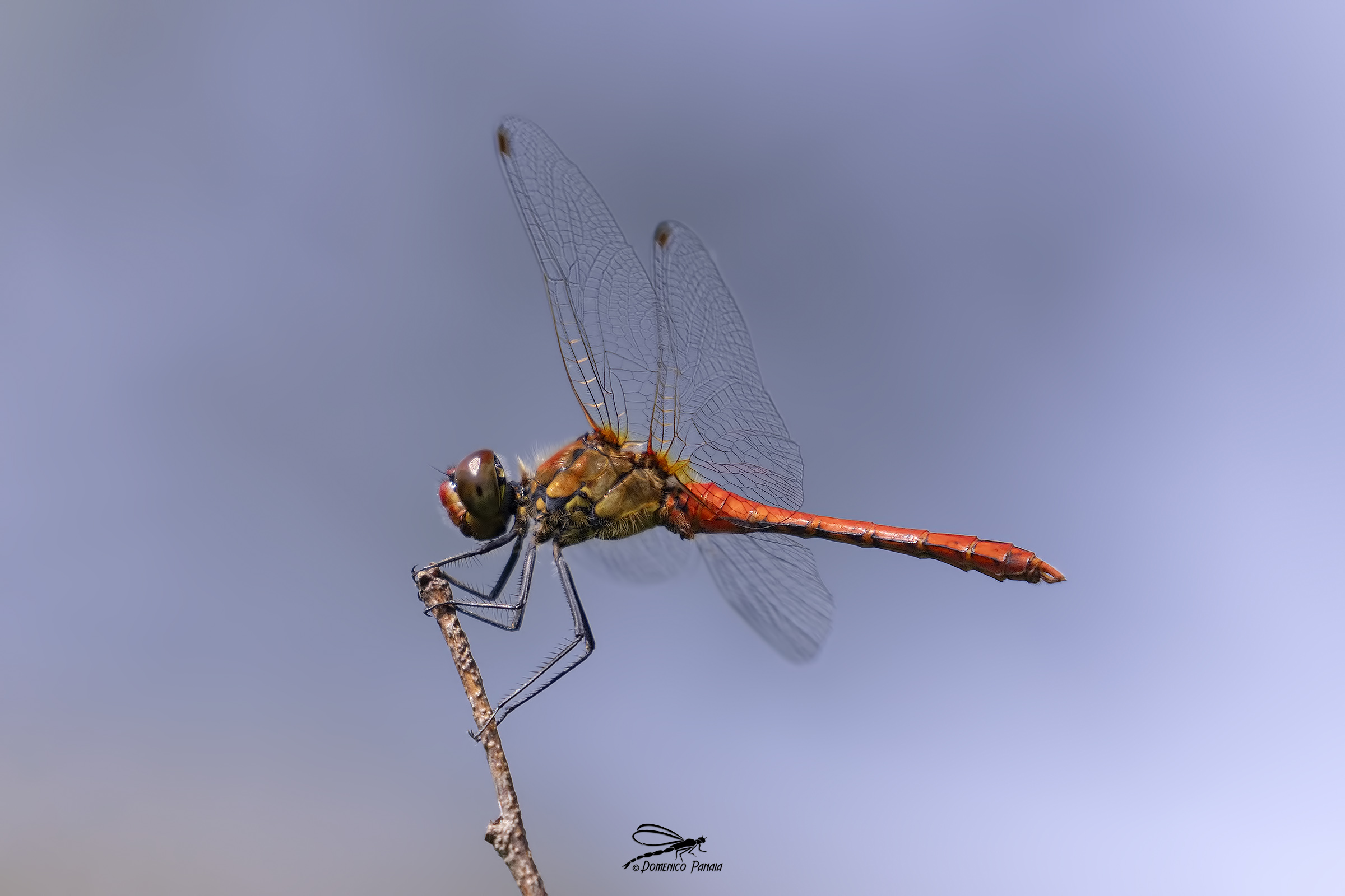 Sympetrum sanguineum