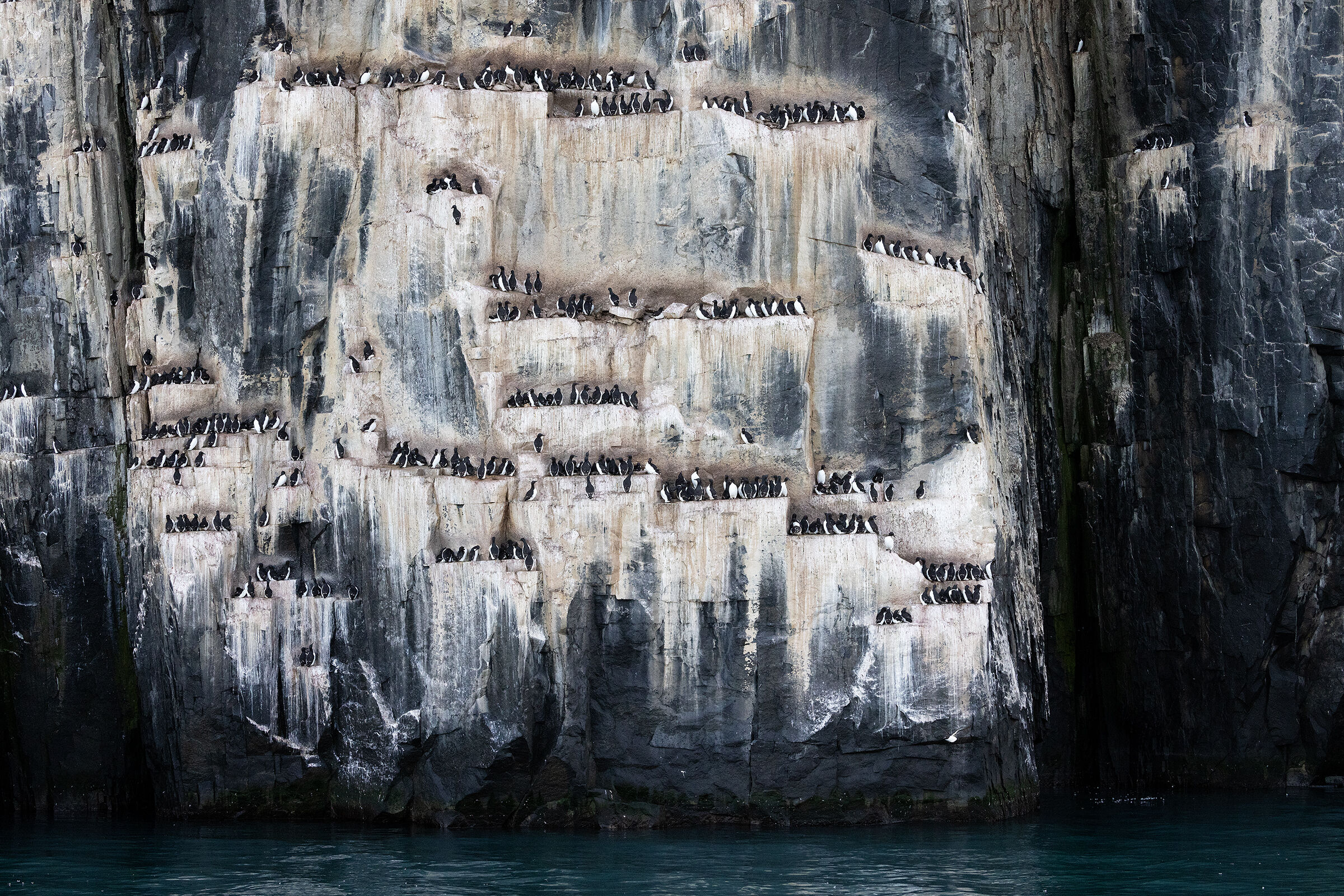 Black guillemot colony