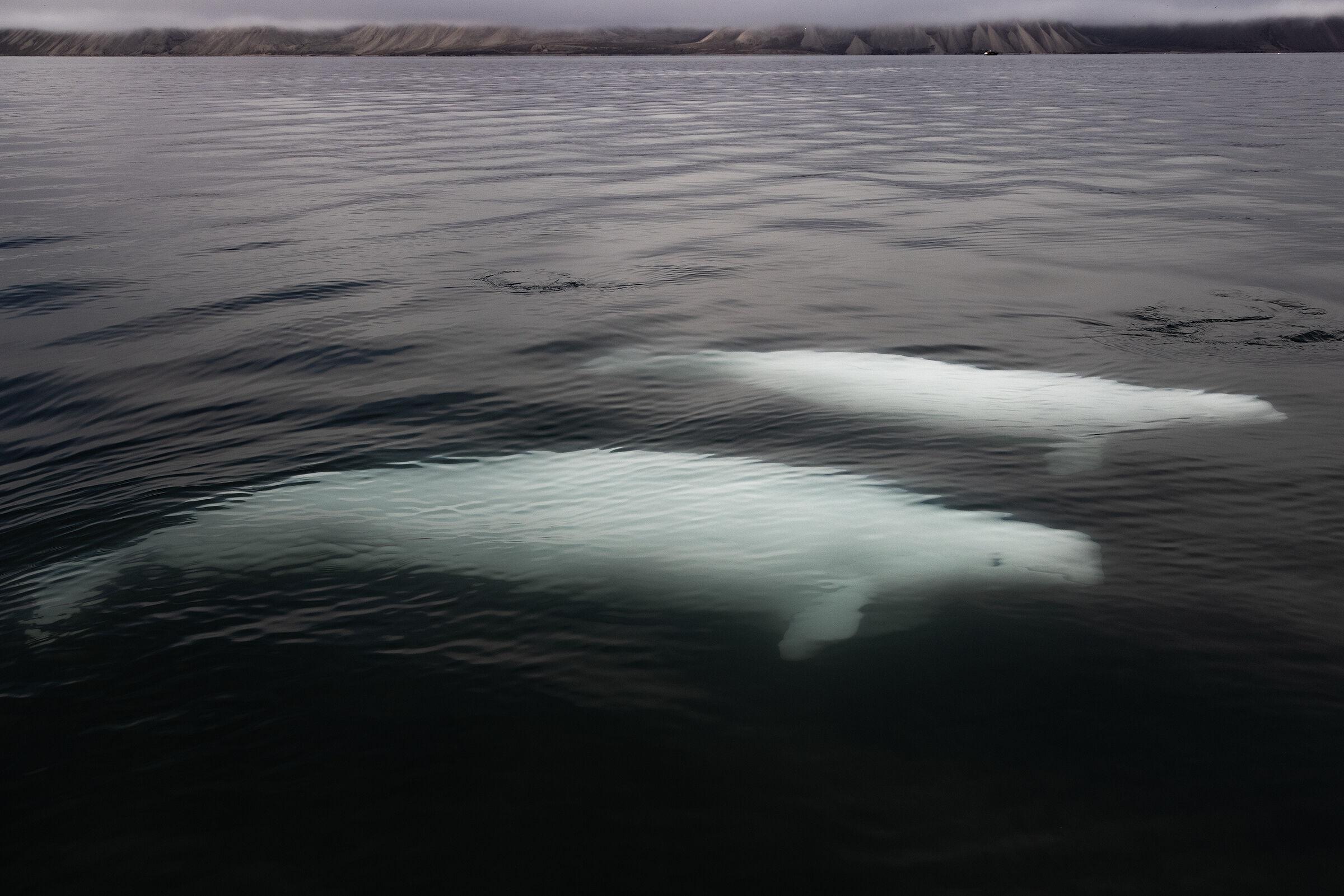 Beluga