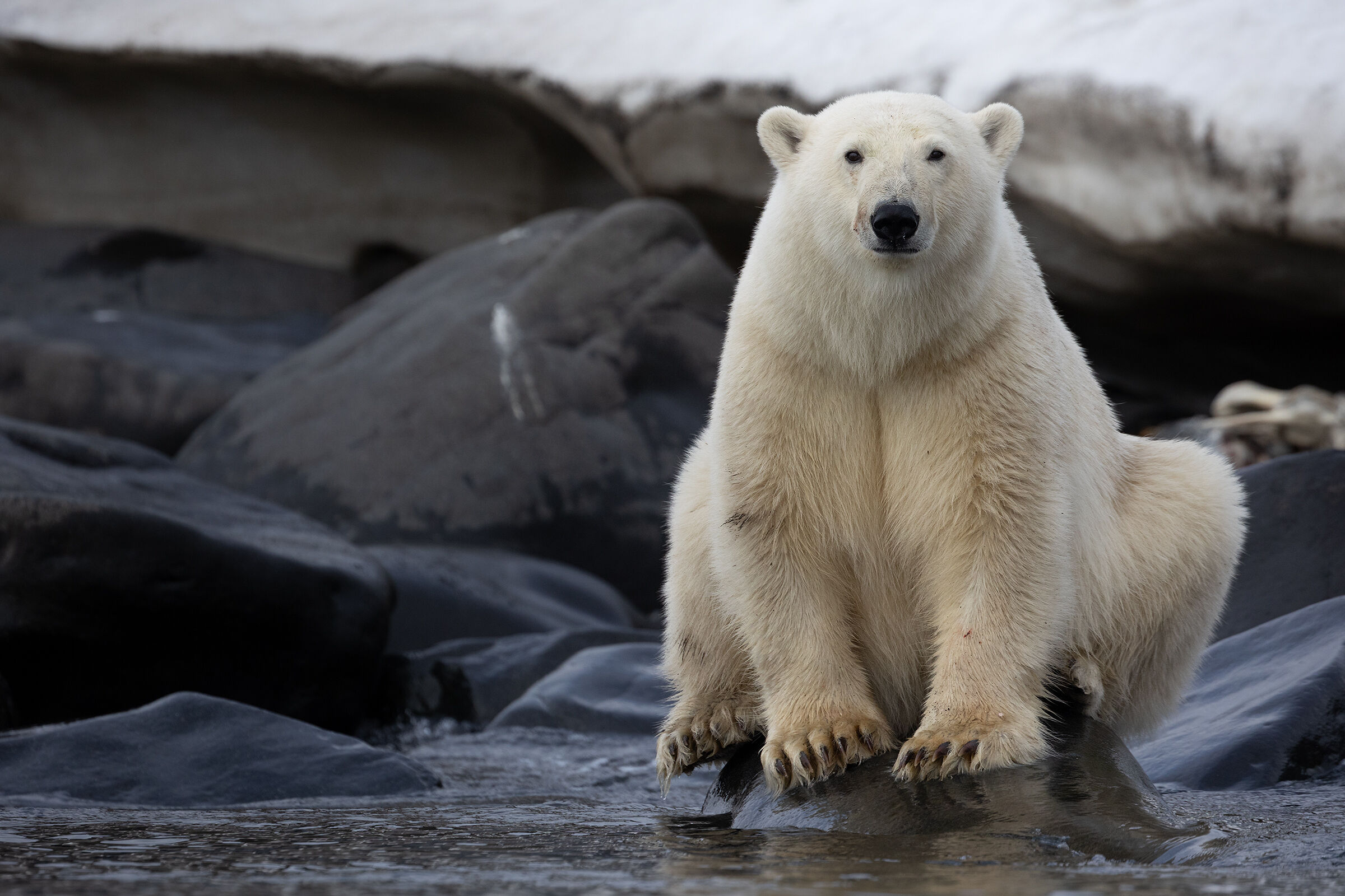 The sitting bear