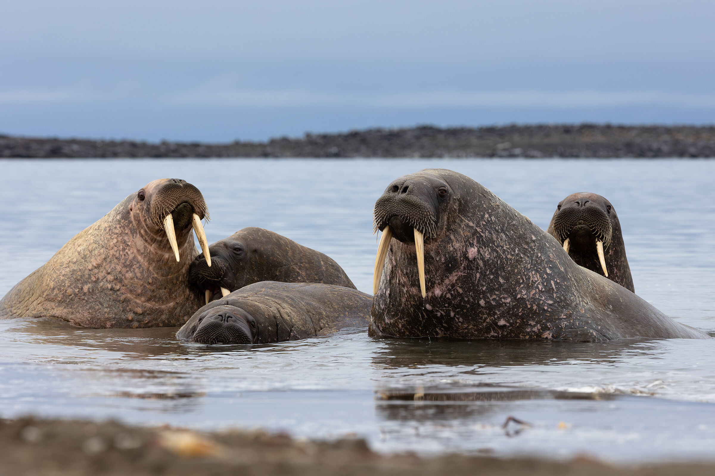 Walruses