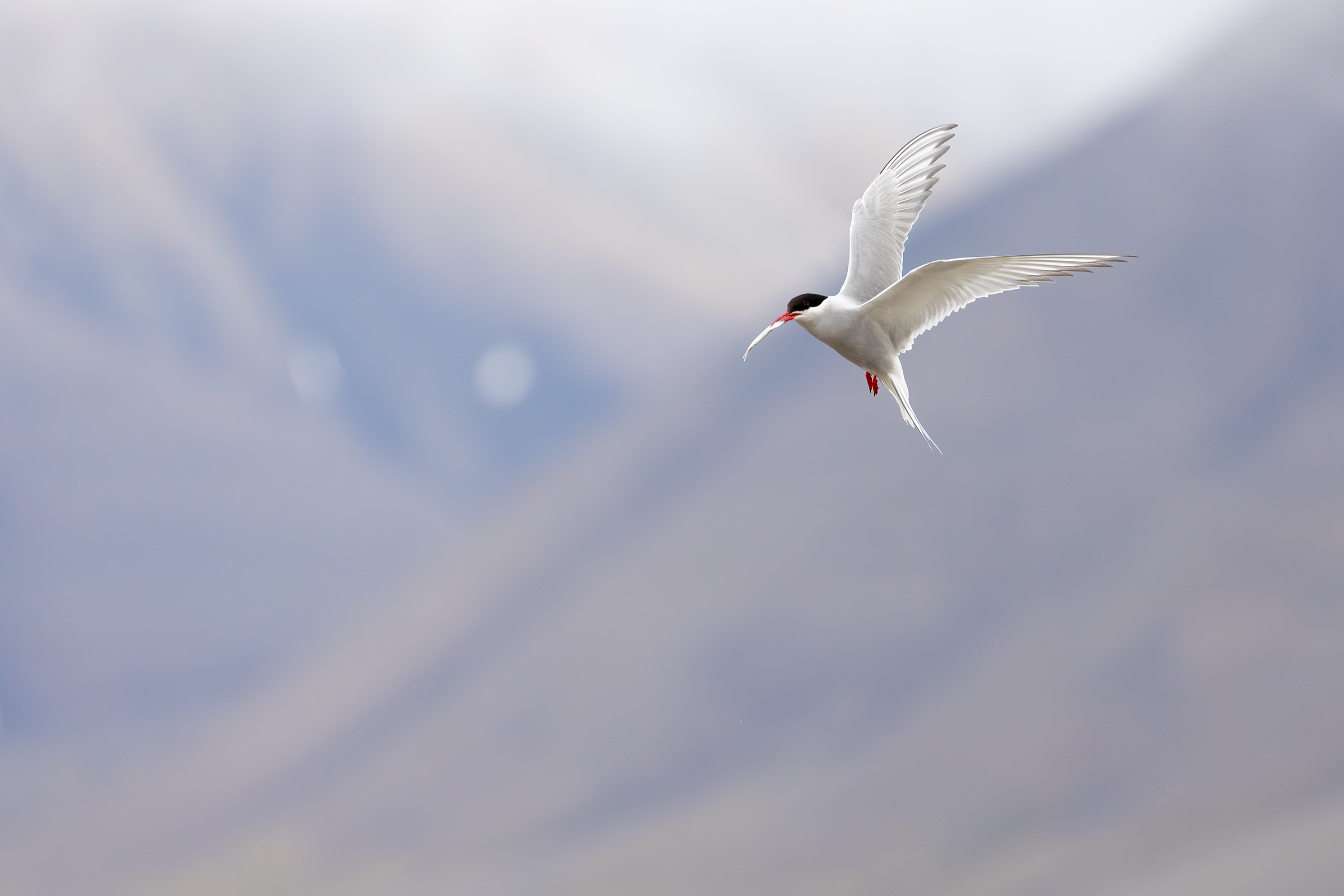 Arctic tern
