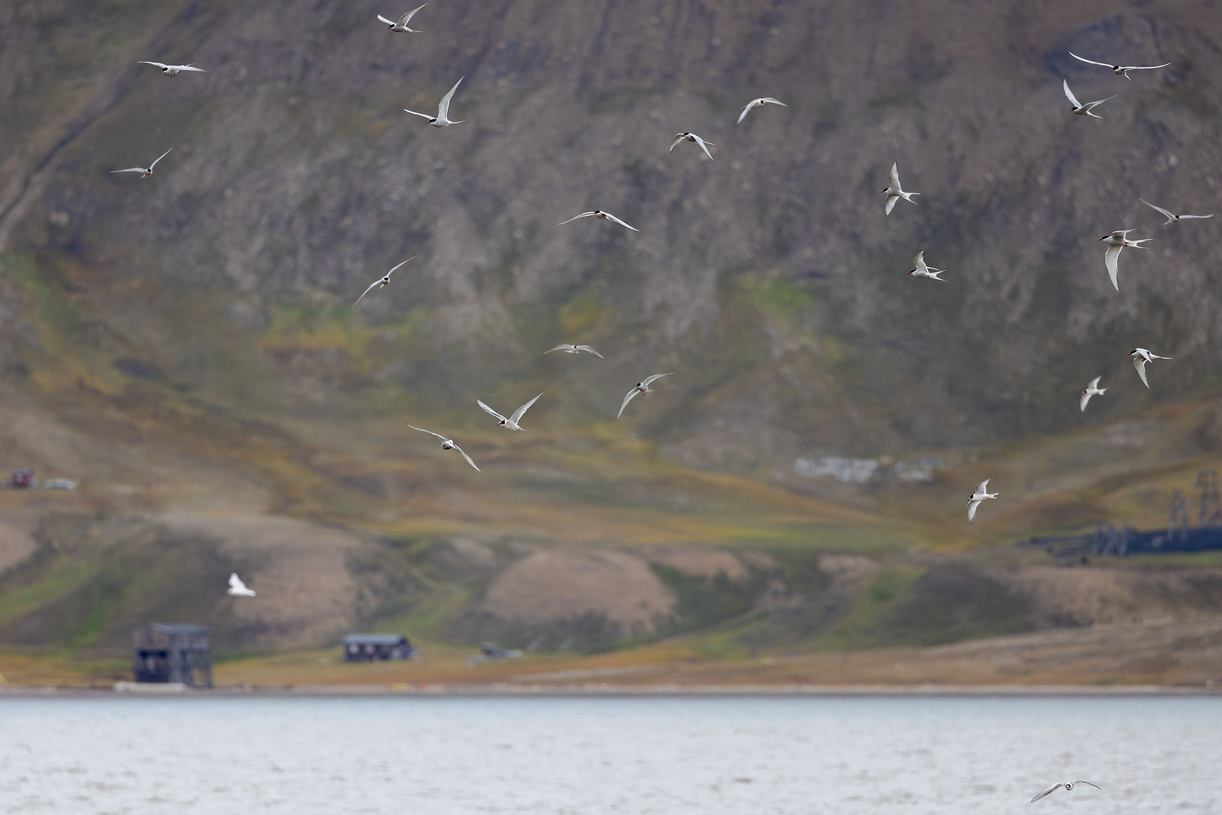 Terns in flight