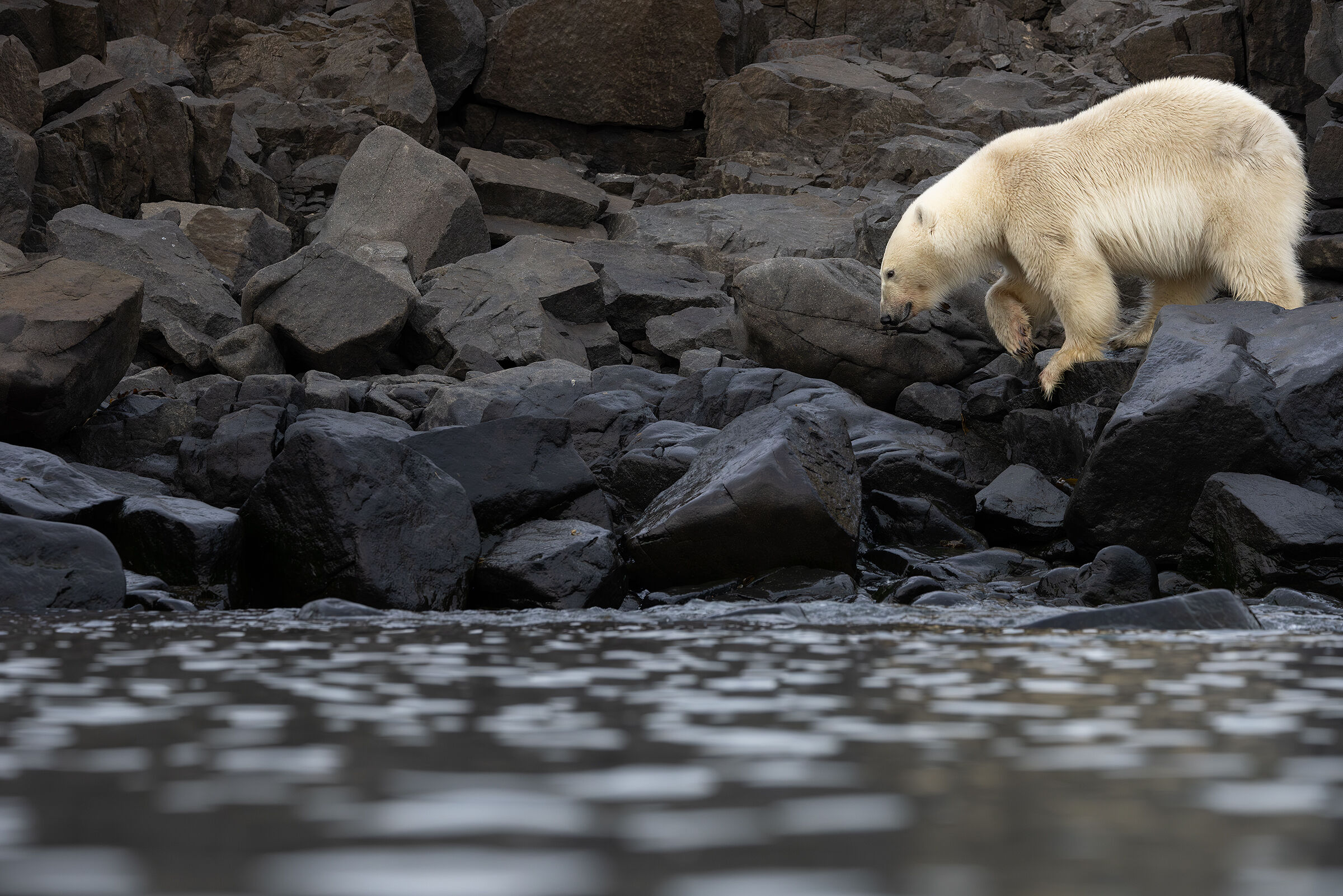The bear on the cliff
