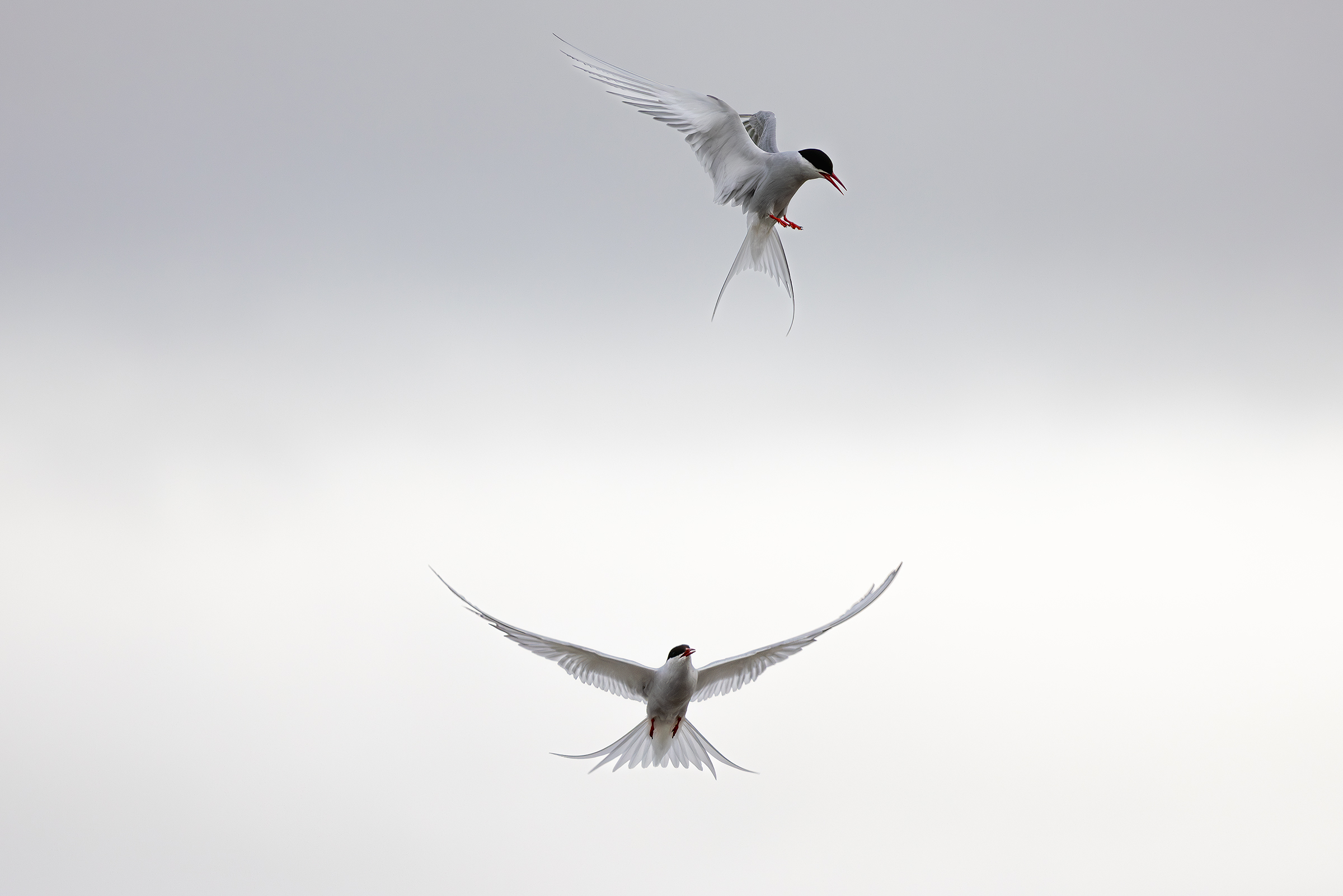 Arctic terns