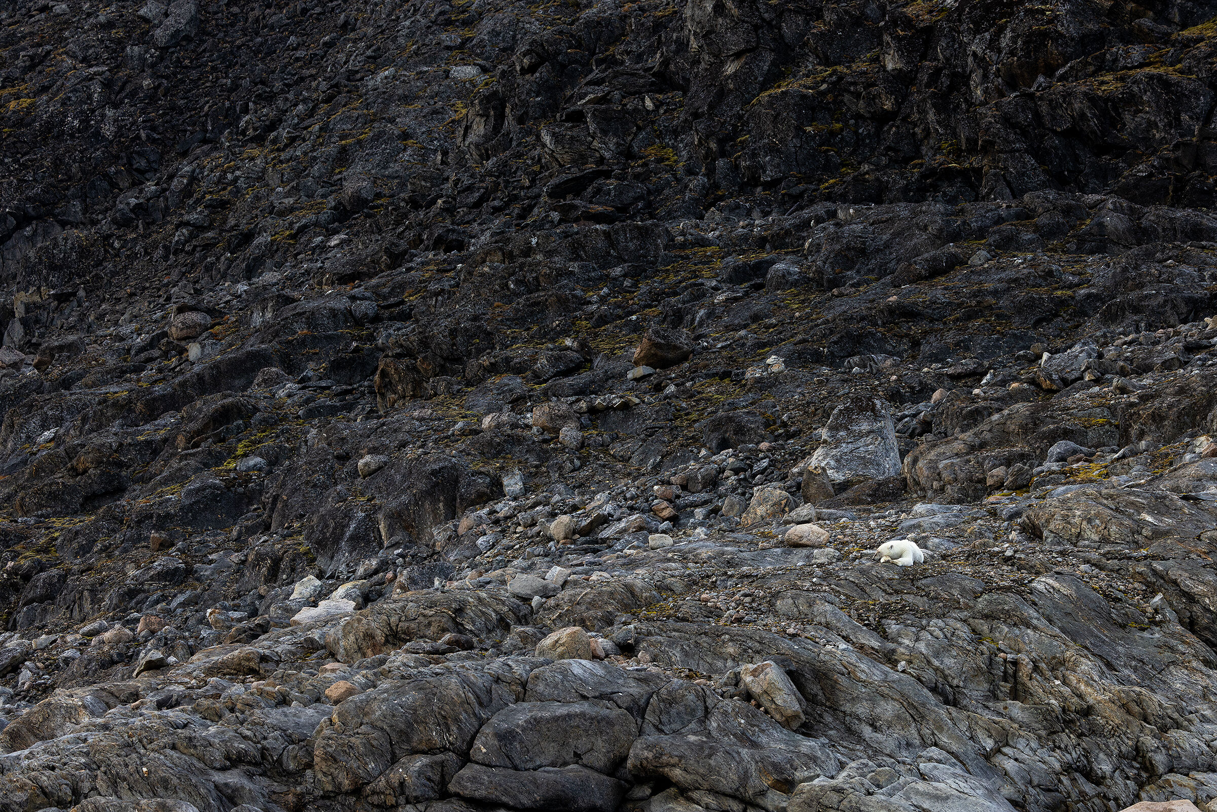 The bear sleeping on the cliff