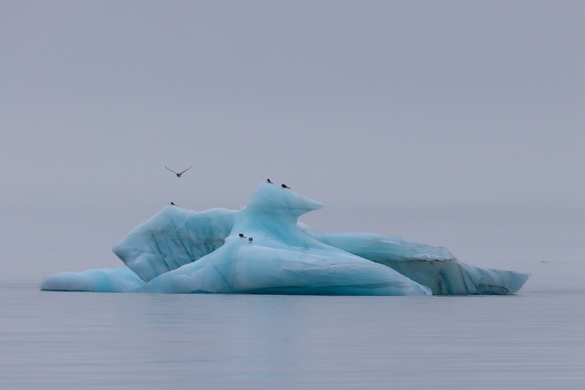 Sogni di iceberg
