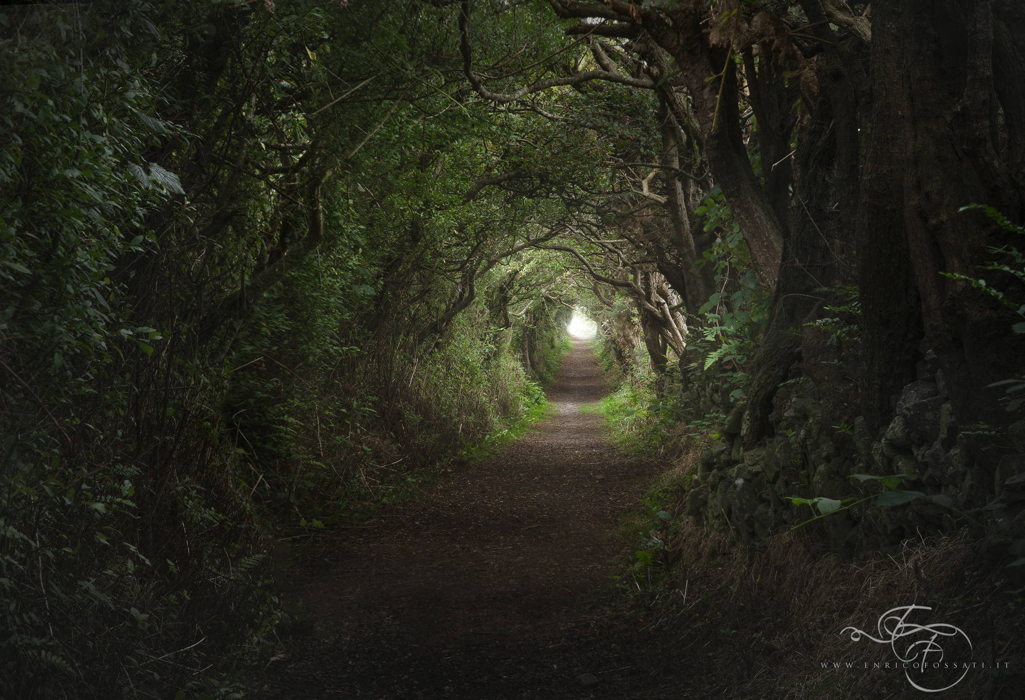 Down into the Wonderland