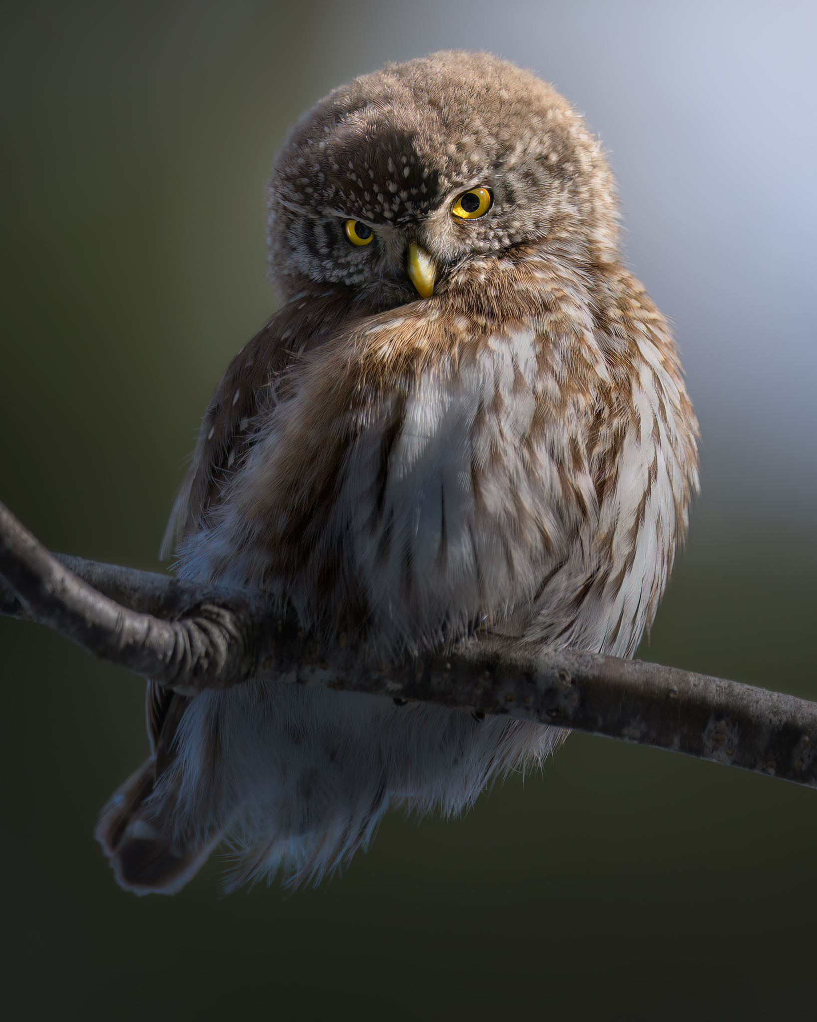 Searching through the trees, dwarf owl