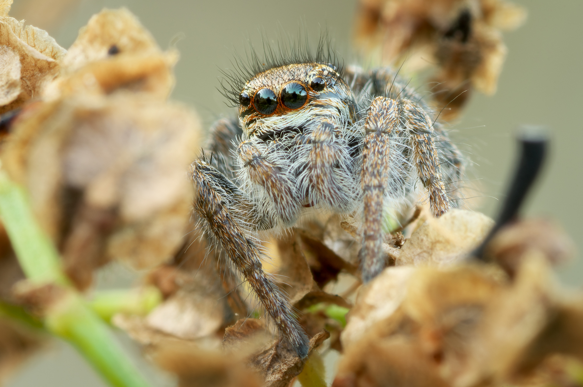 Philaeus chrysops