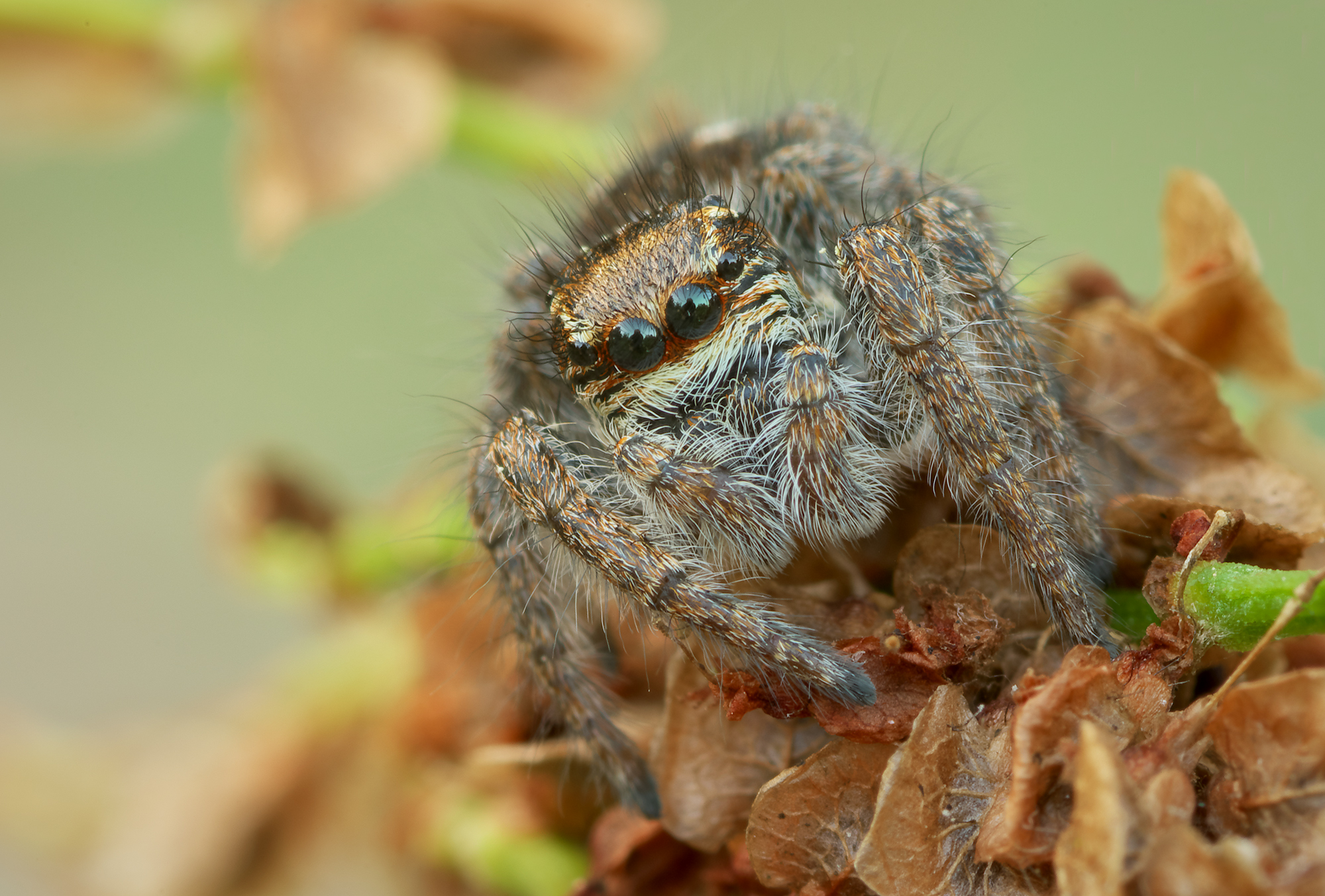 Philaeus chrysops