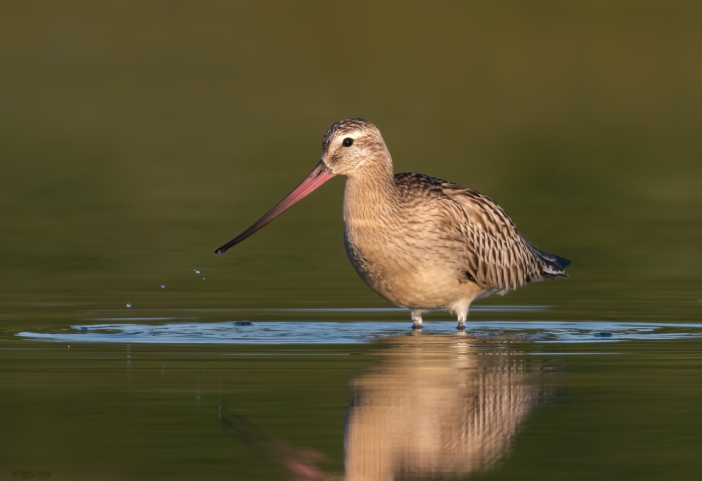 Lesser Pittima (Limosa lapponica)