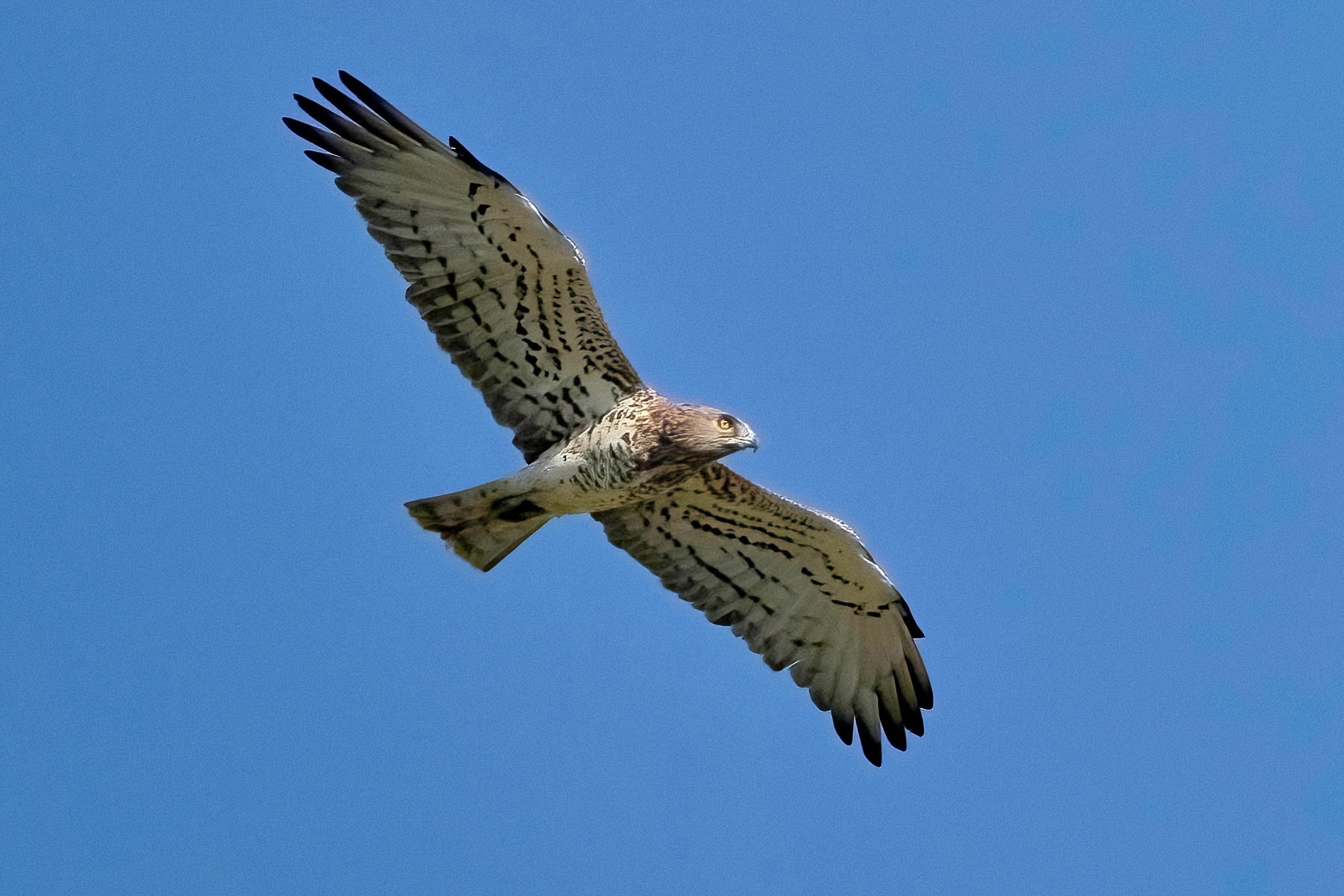 Short-toed eagle or Snake eagle (Circaetus gallicus)