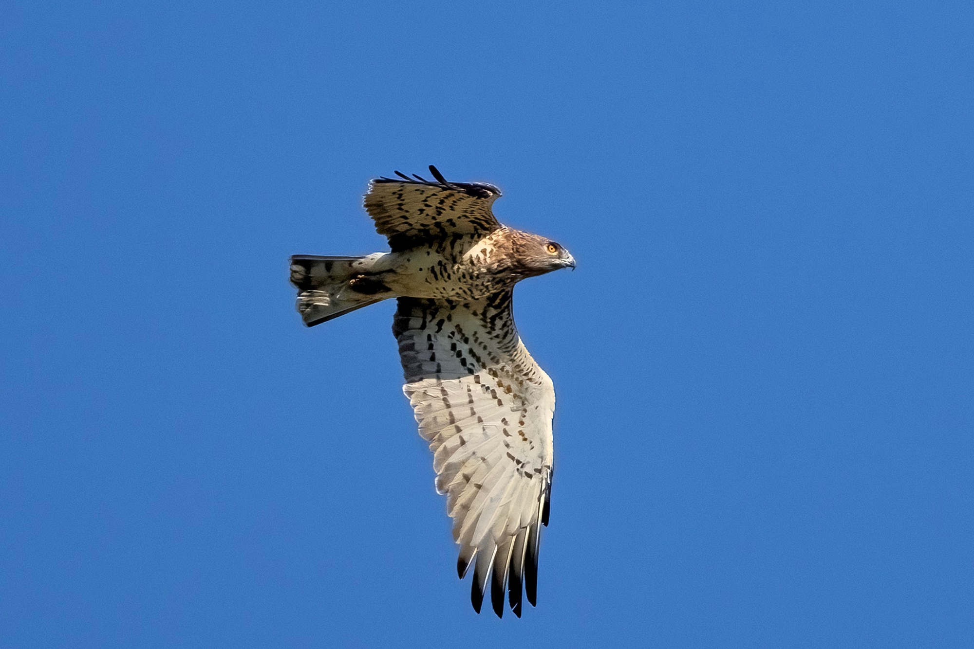 Short-toed eagle or Snake eagle (Circaetus gallicus)