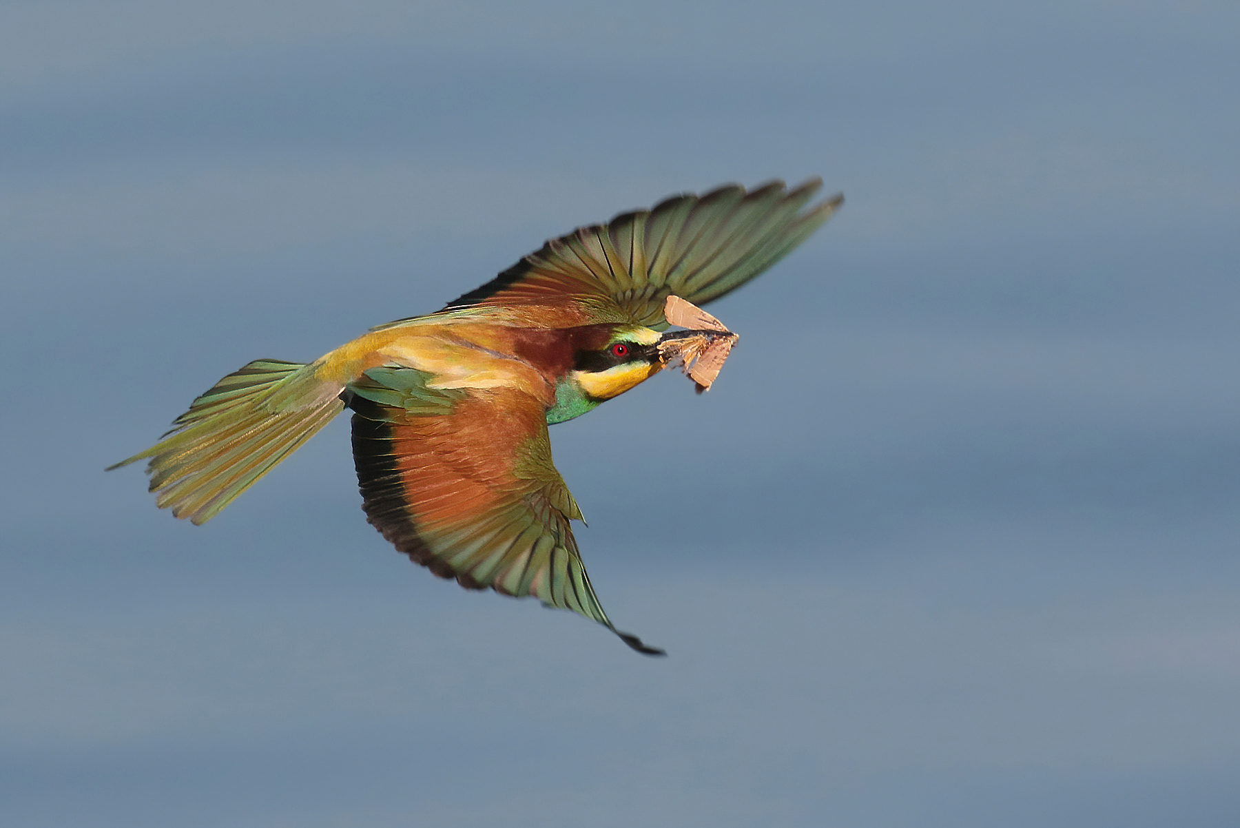Flying bee-eater with prey