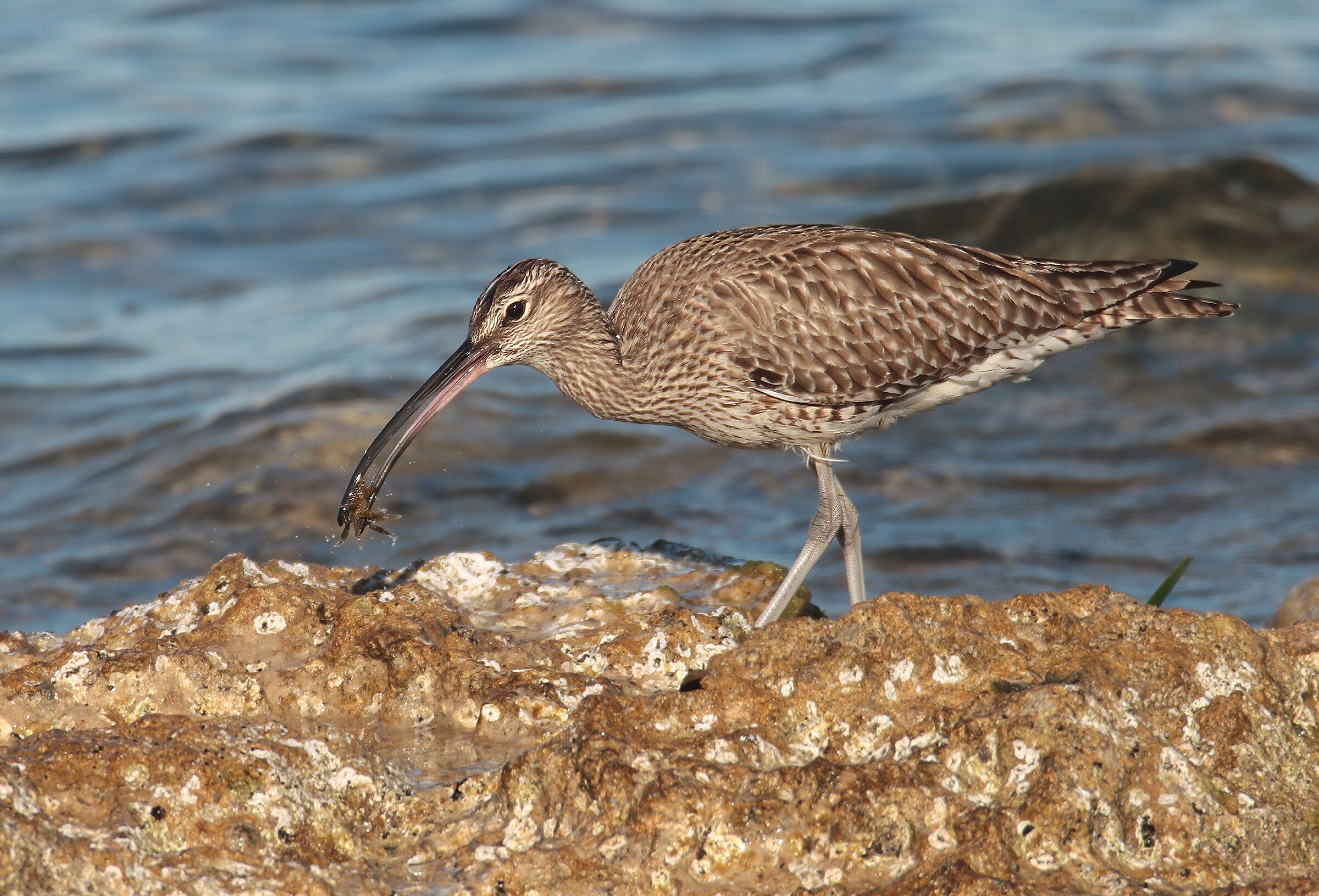 Curlew with crab