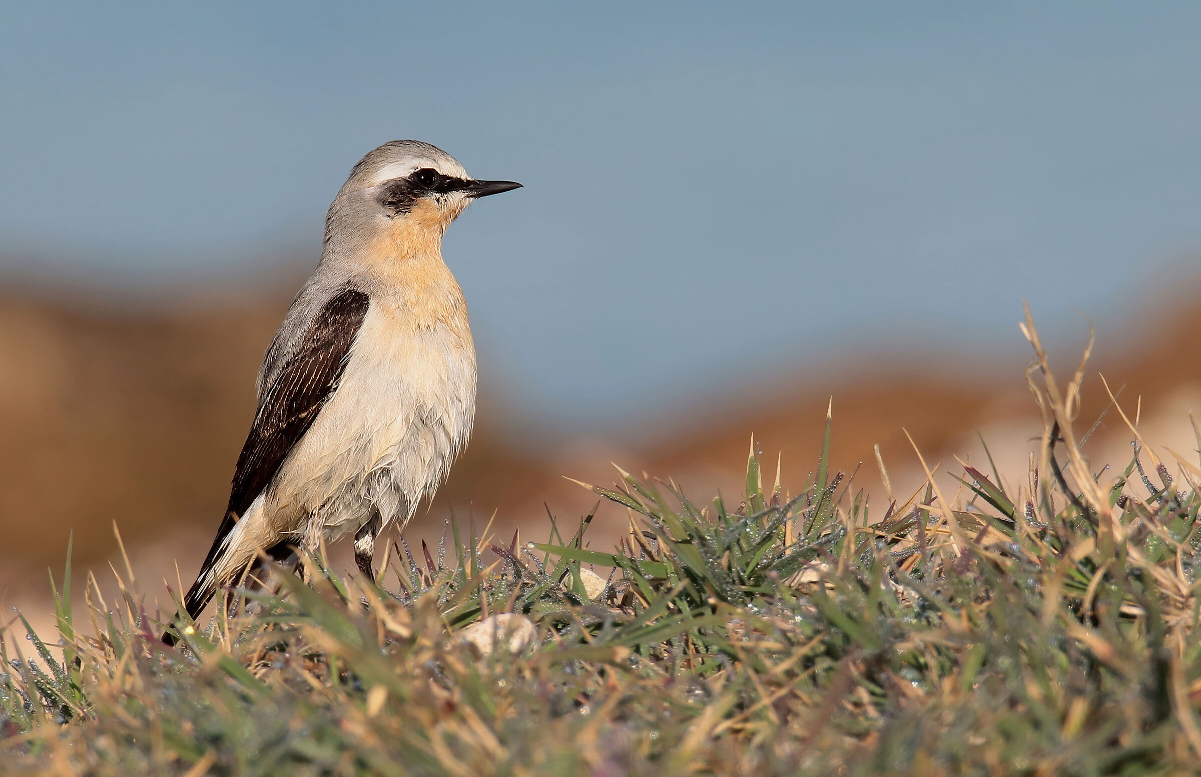 Male culbianco by the sea
