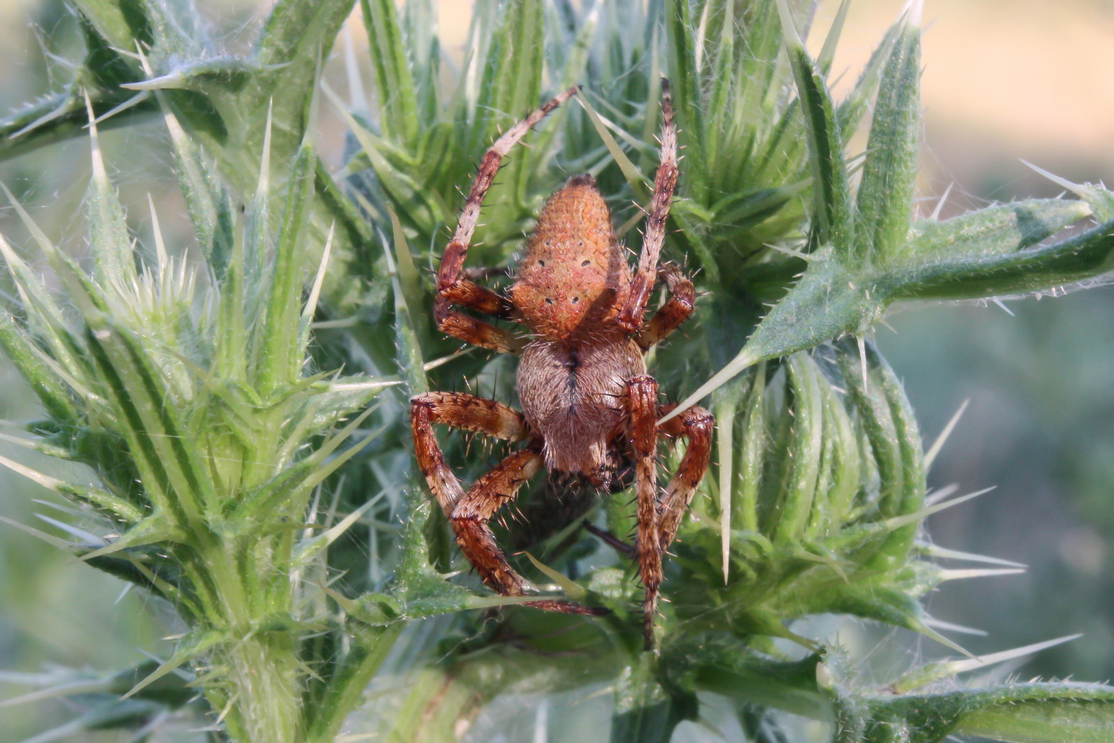 Araneidae sp.
