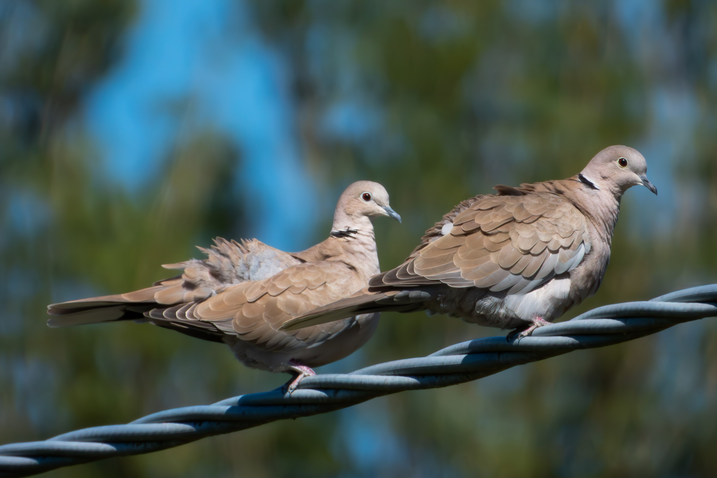 Collared turtledoves