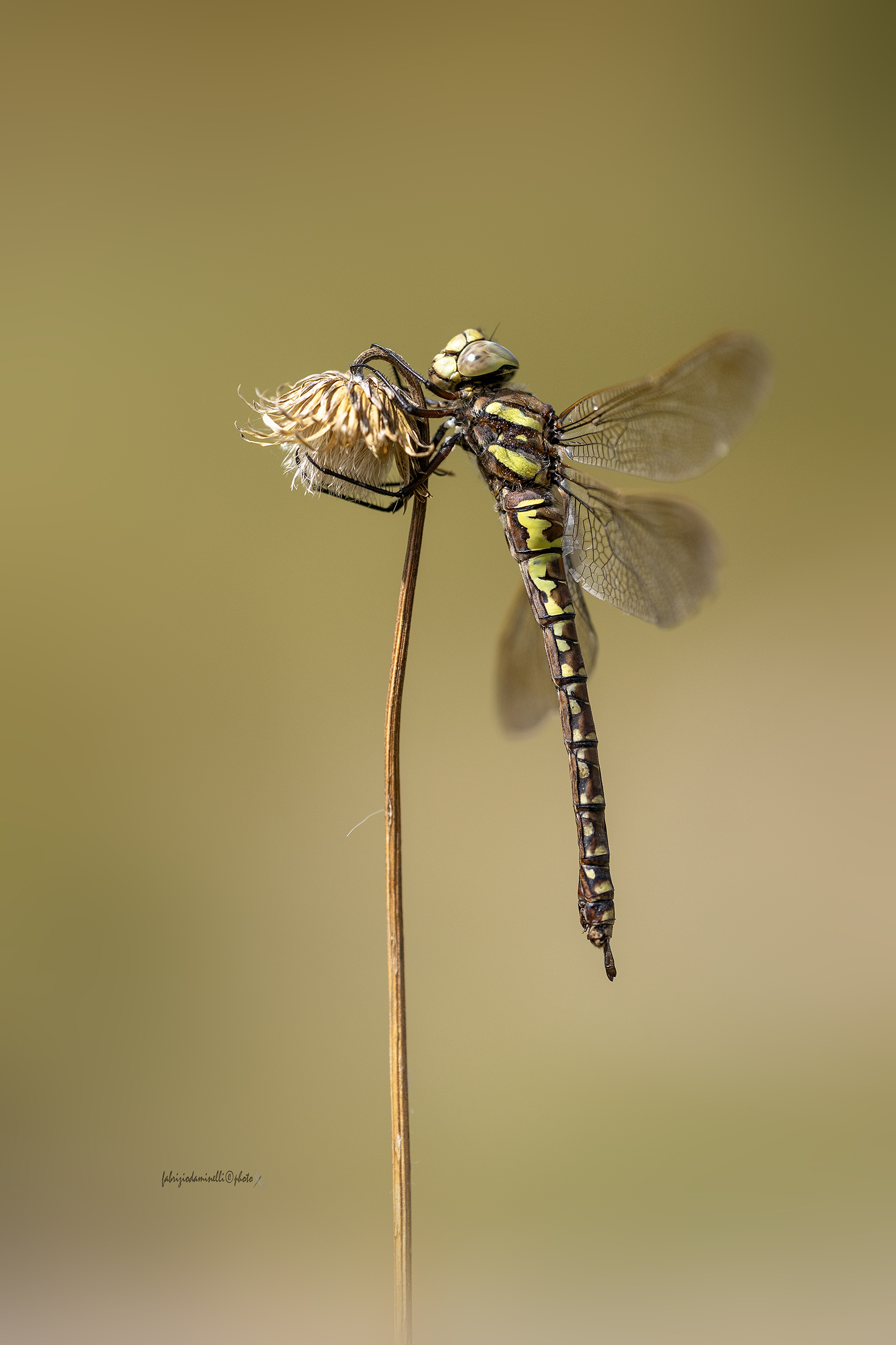 Aeshna juncea - female