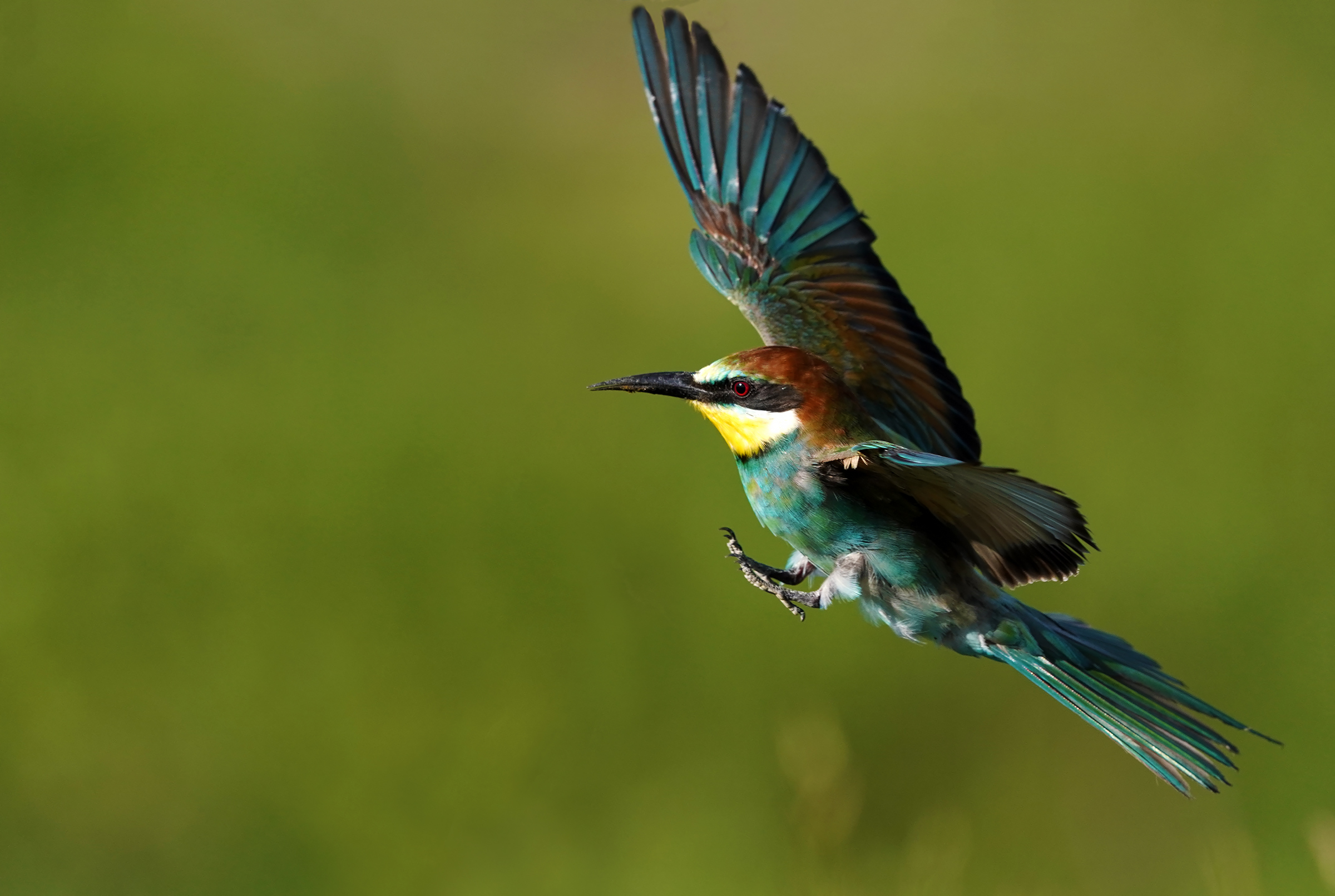 Running bee-eater