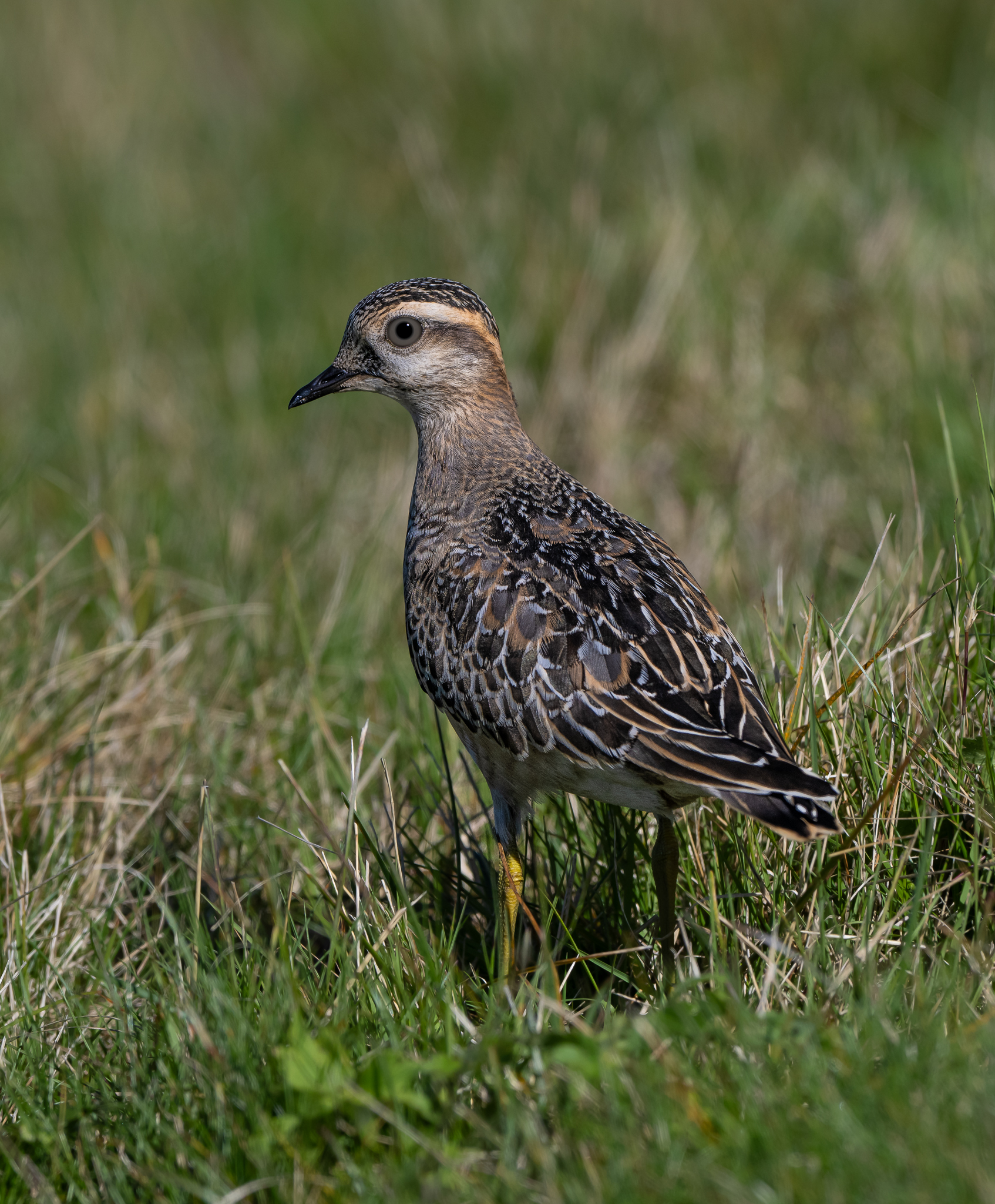 A pochi passi dal Piviere Tortolino