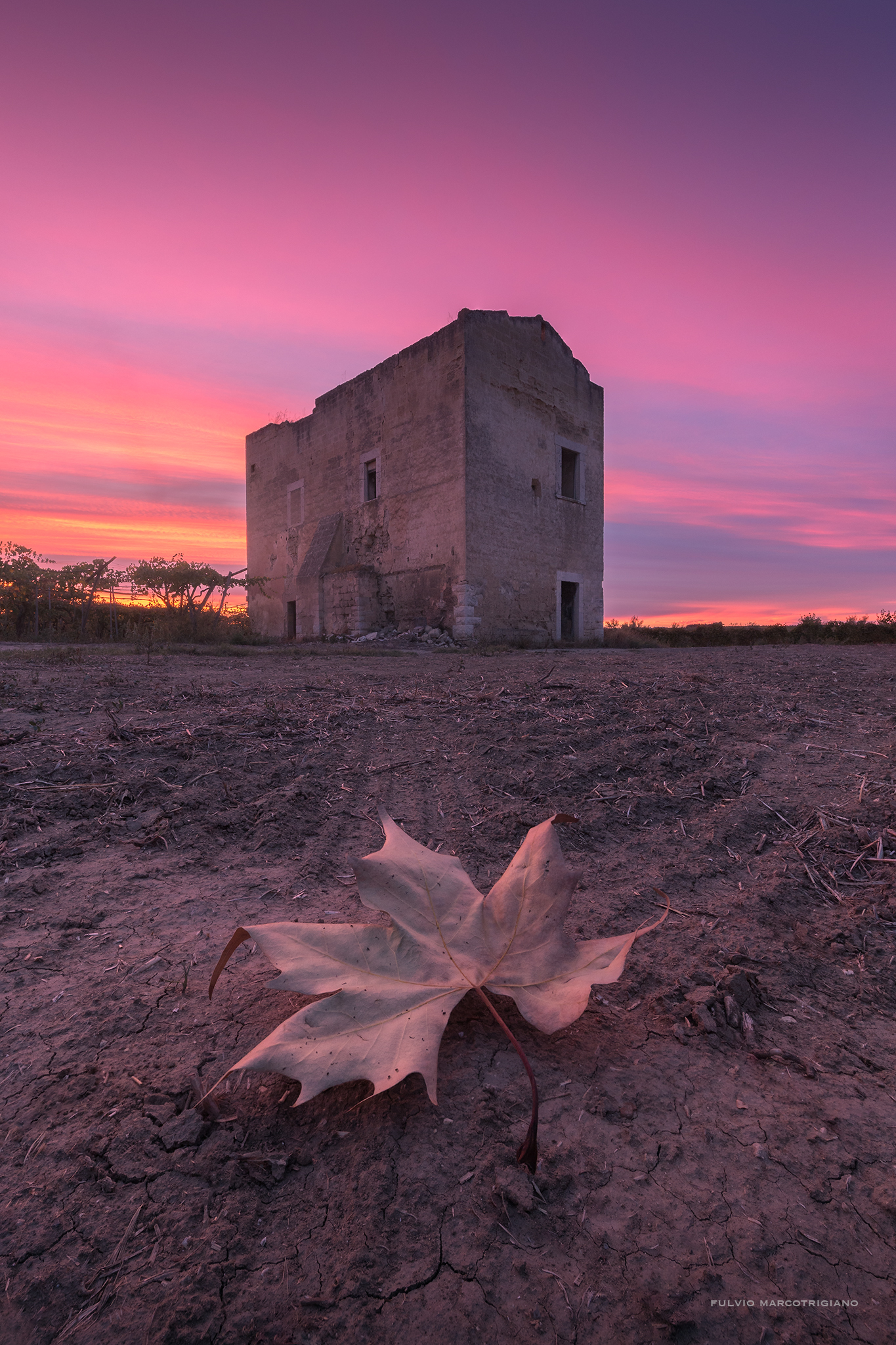 The last leaf