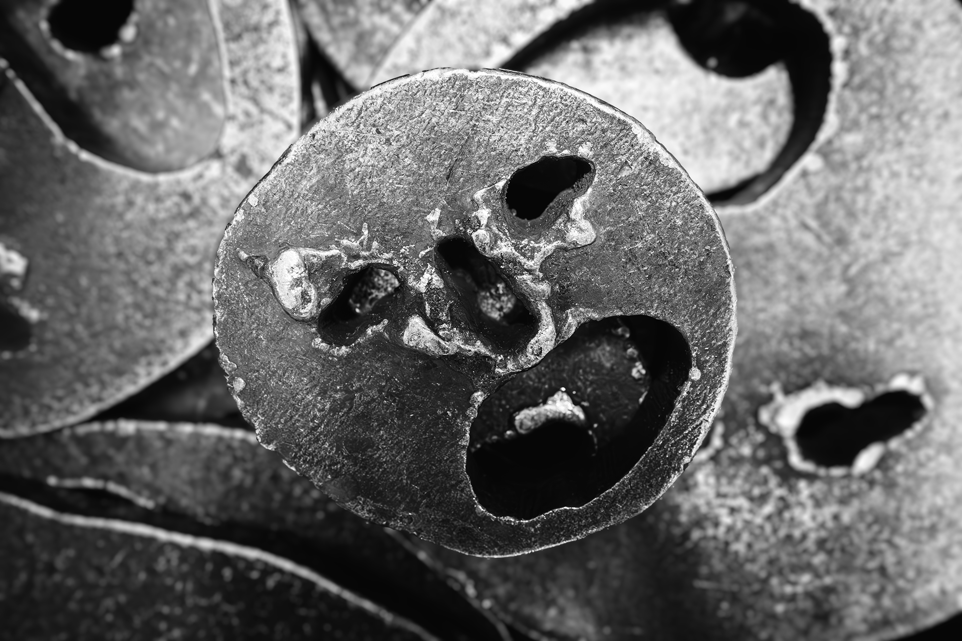 fallen leaves(part, Menashe Kadishman, Jüdisches Museum