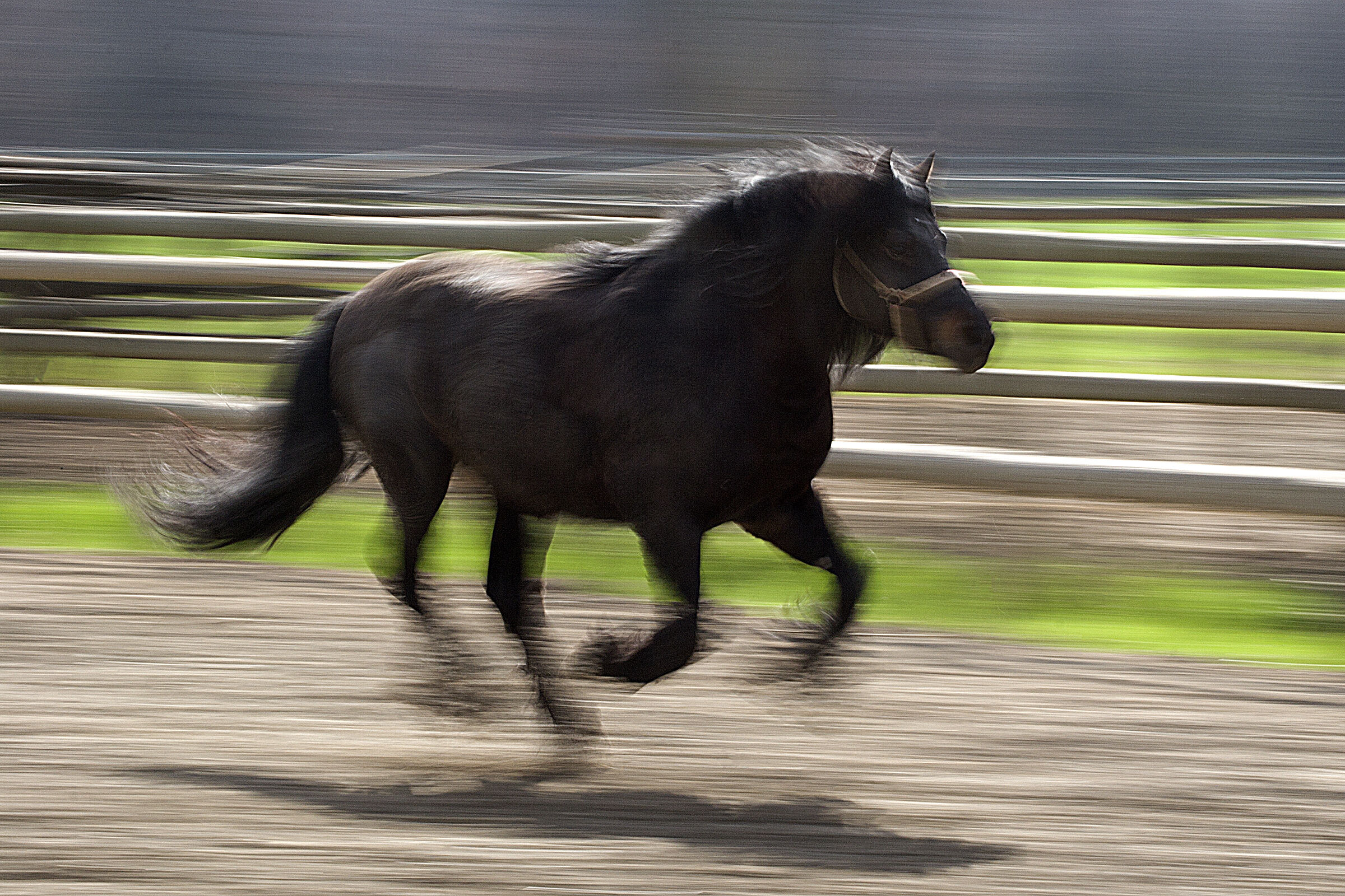 Cavallo - Panning
