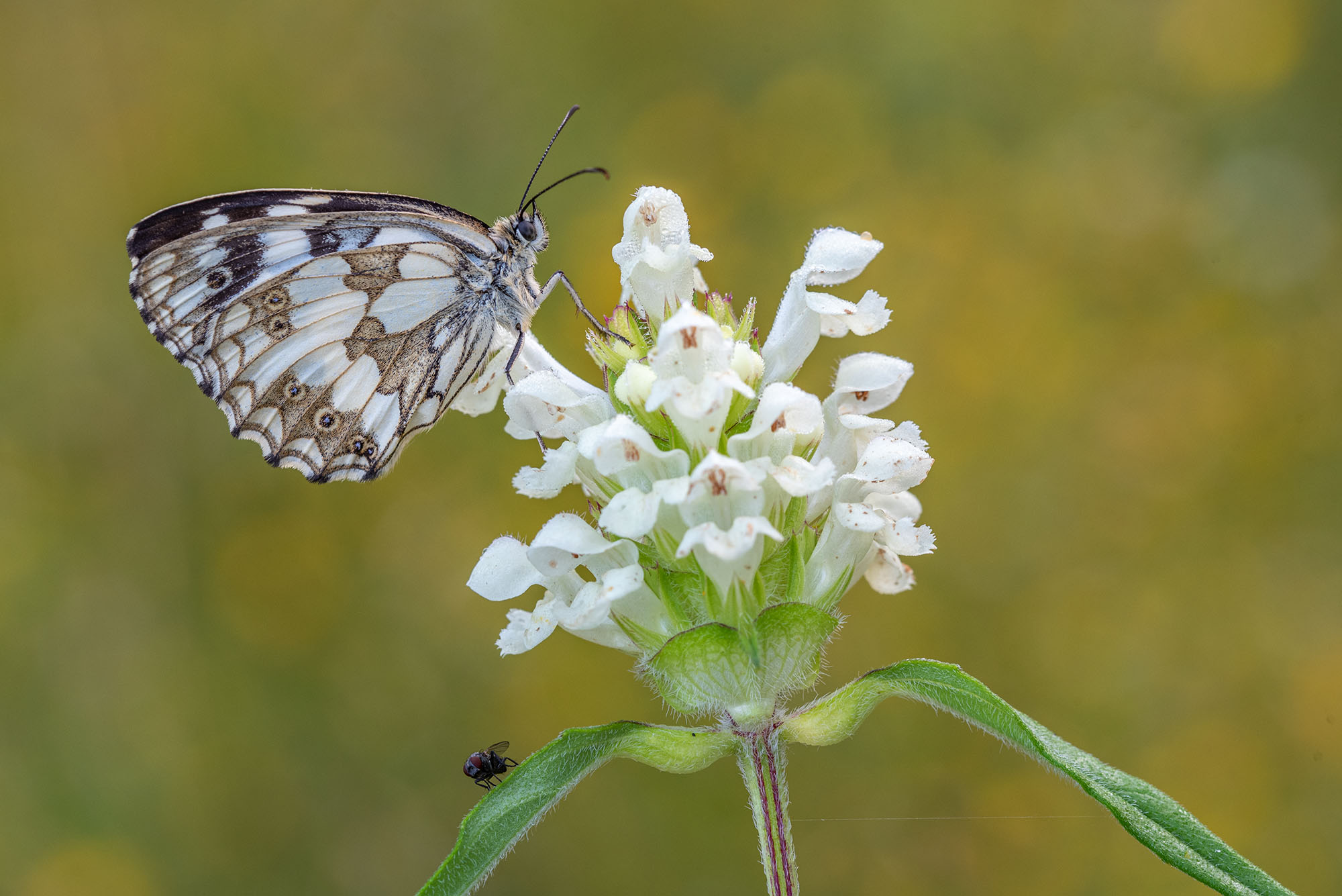 Melanargia galathea