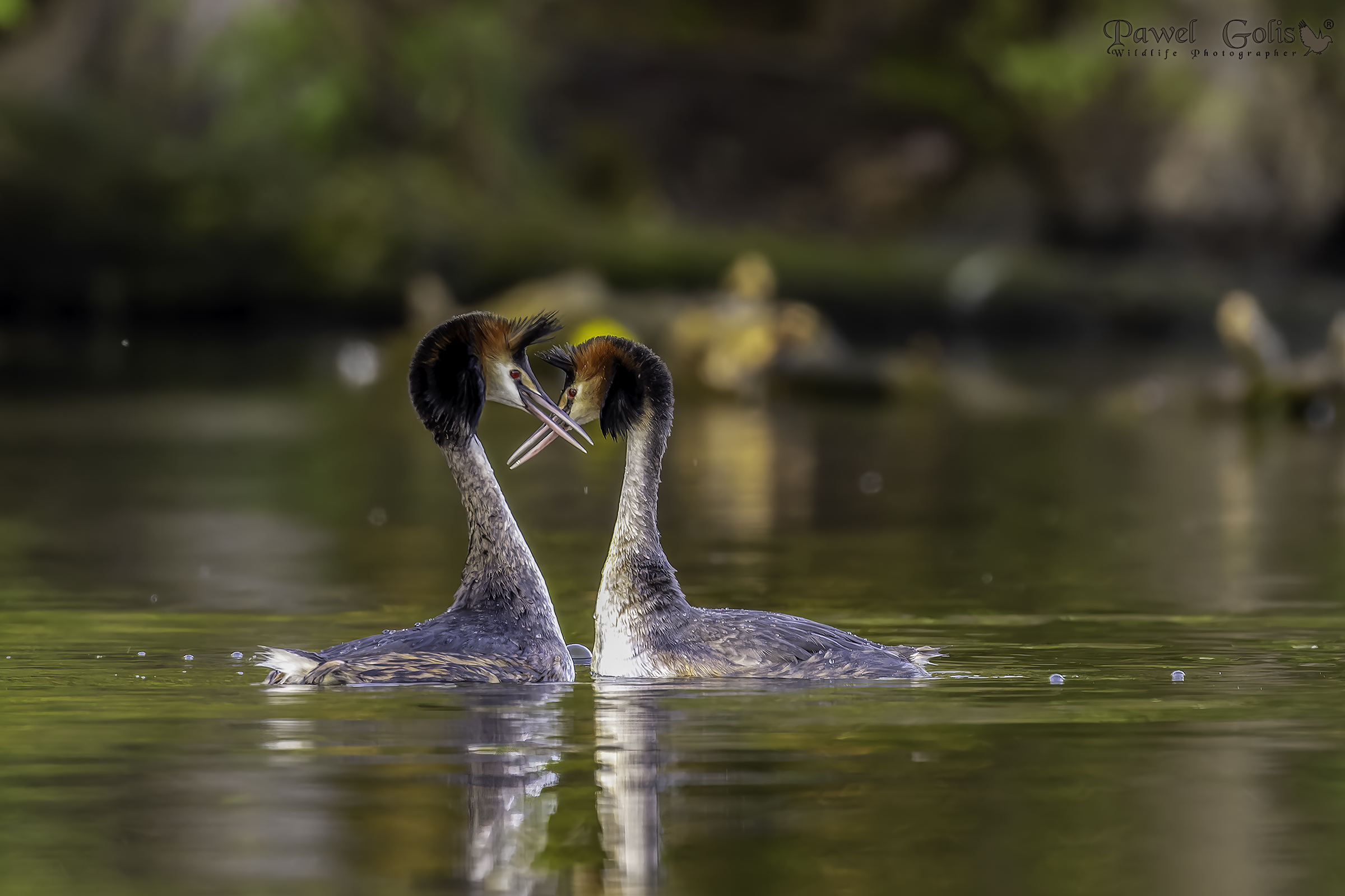 Svasso maggiore (Podiceps cristatus)