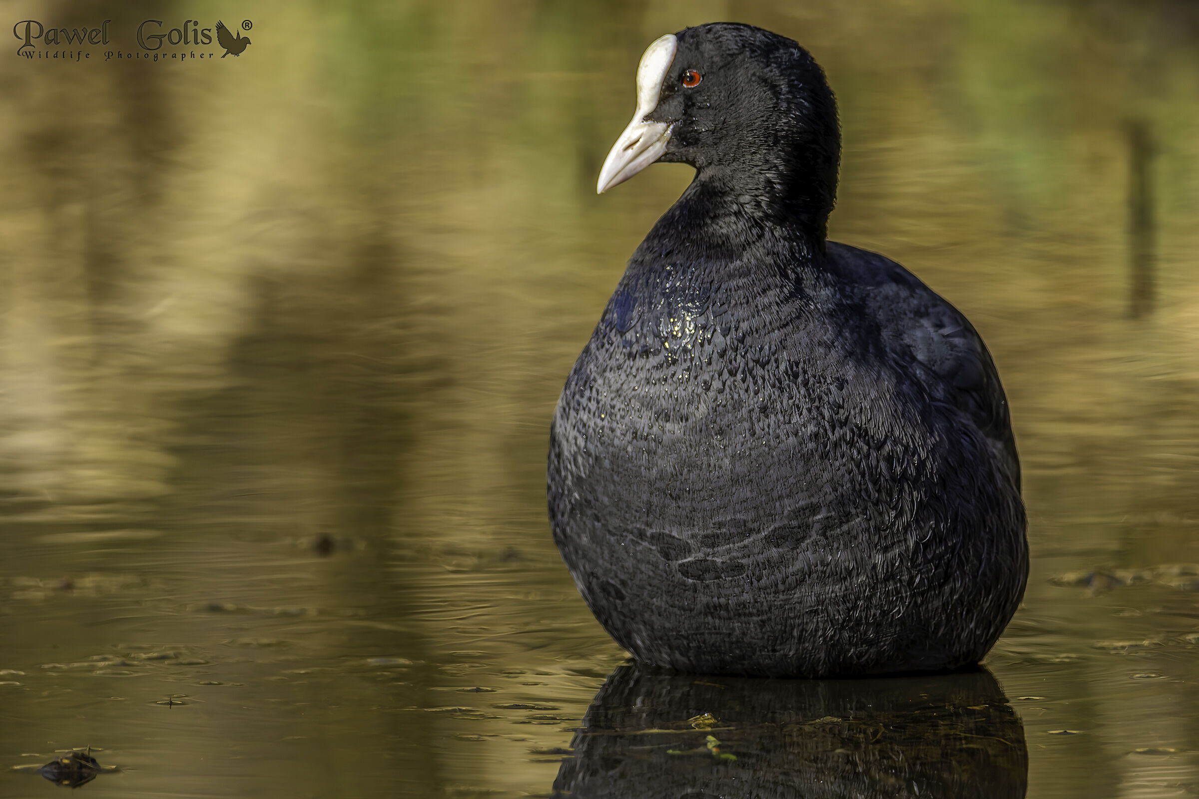 Folaga eurasiatica (Fulica atra)
