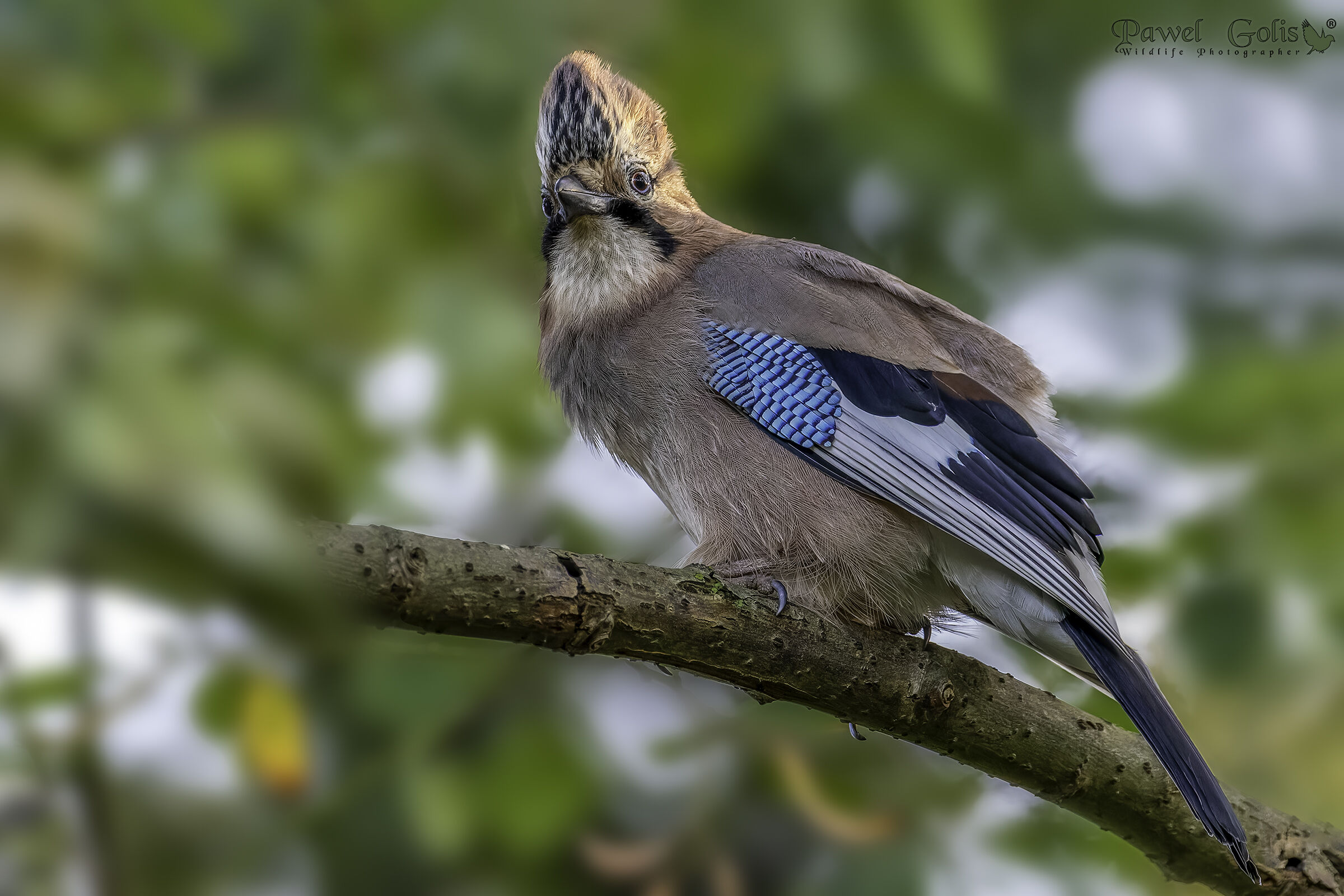 Ghiandaia eurasiatica (Garrulus glandarius)