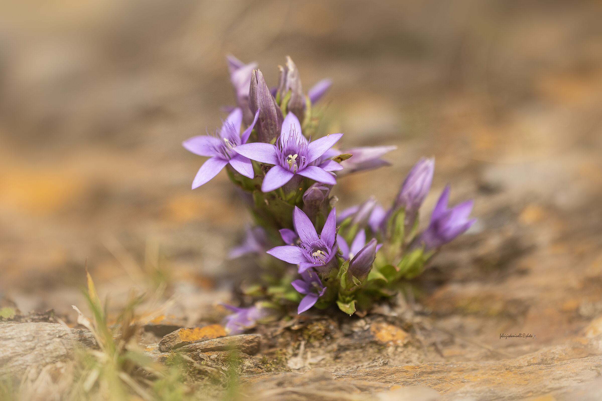 Gentianella germanica