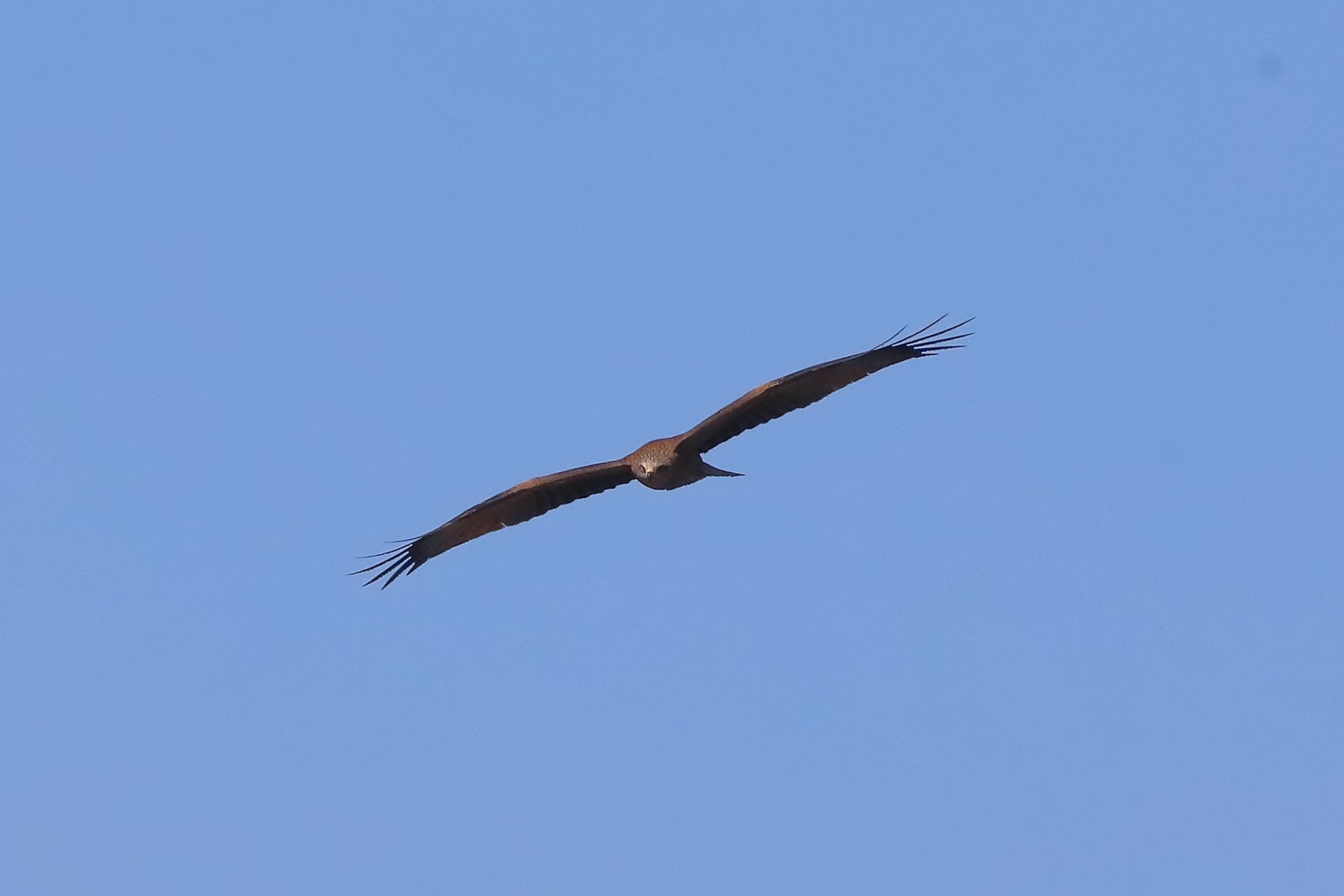 Nibbio bruno 16-04-2023