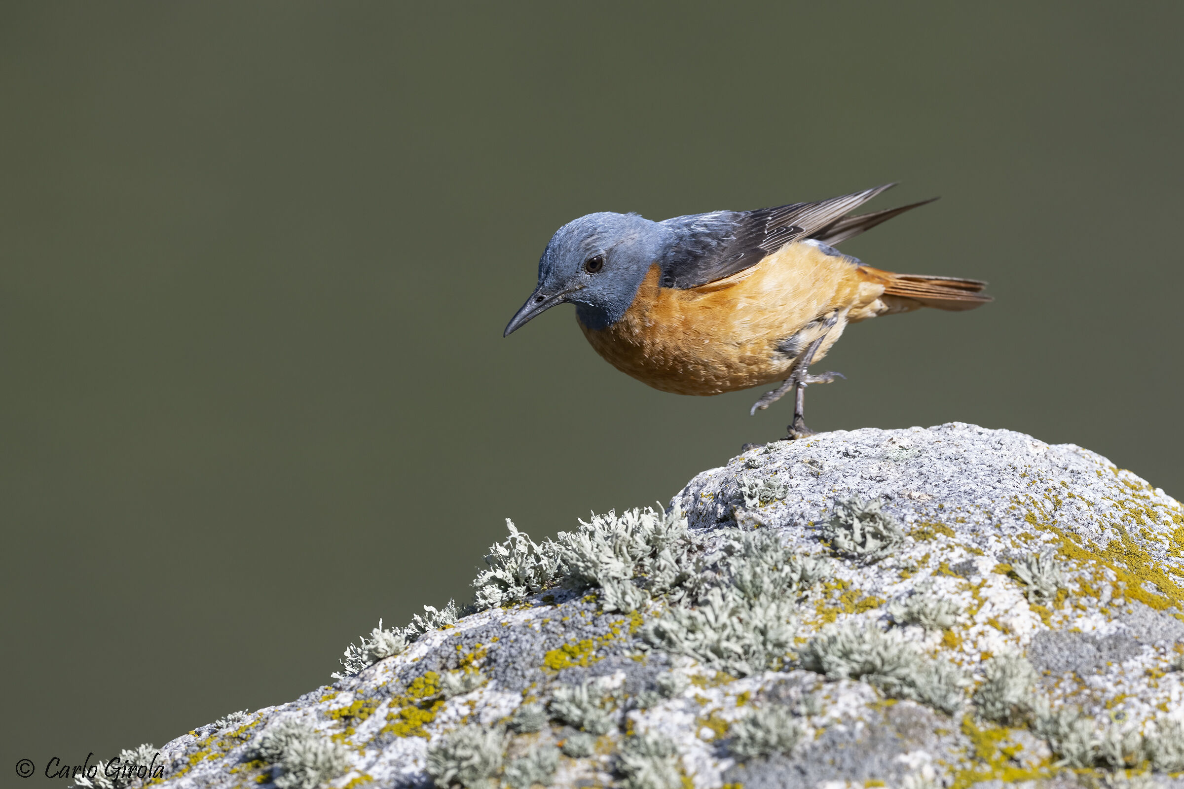 Redstart (Monticola saxatilis)
