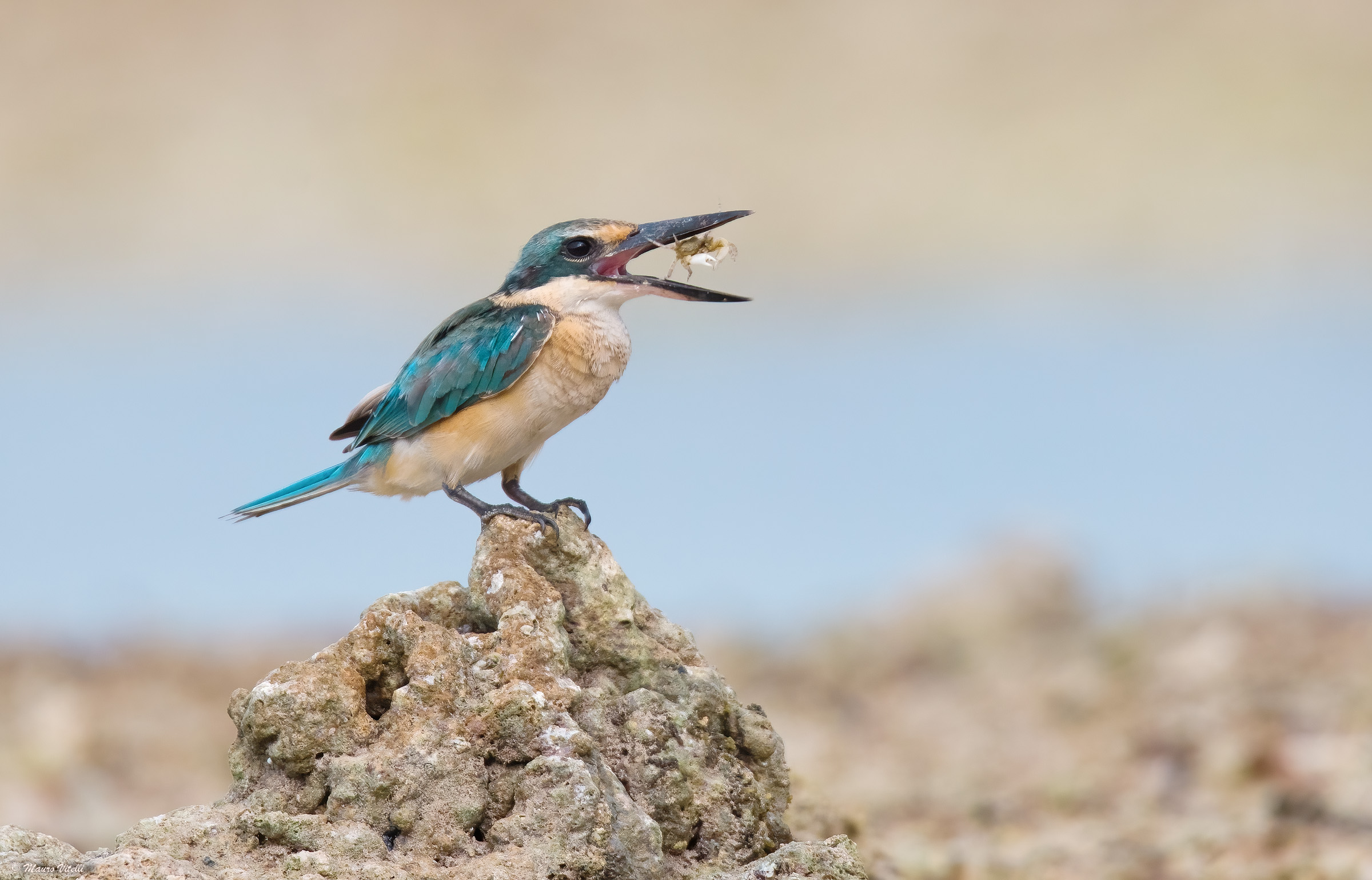 Sacred kingfisher (Todiramphus sanctus)