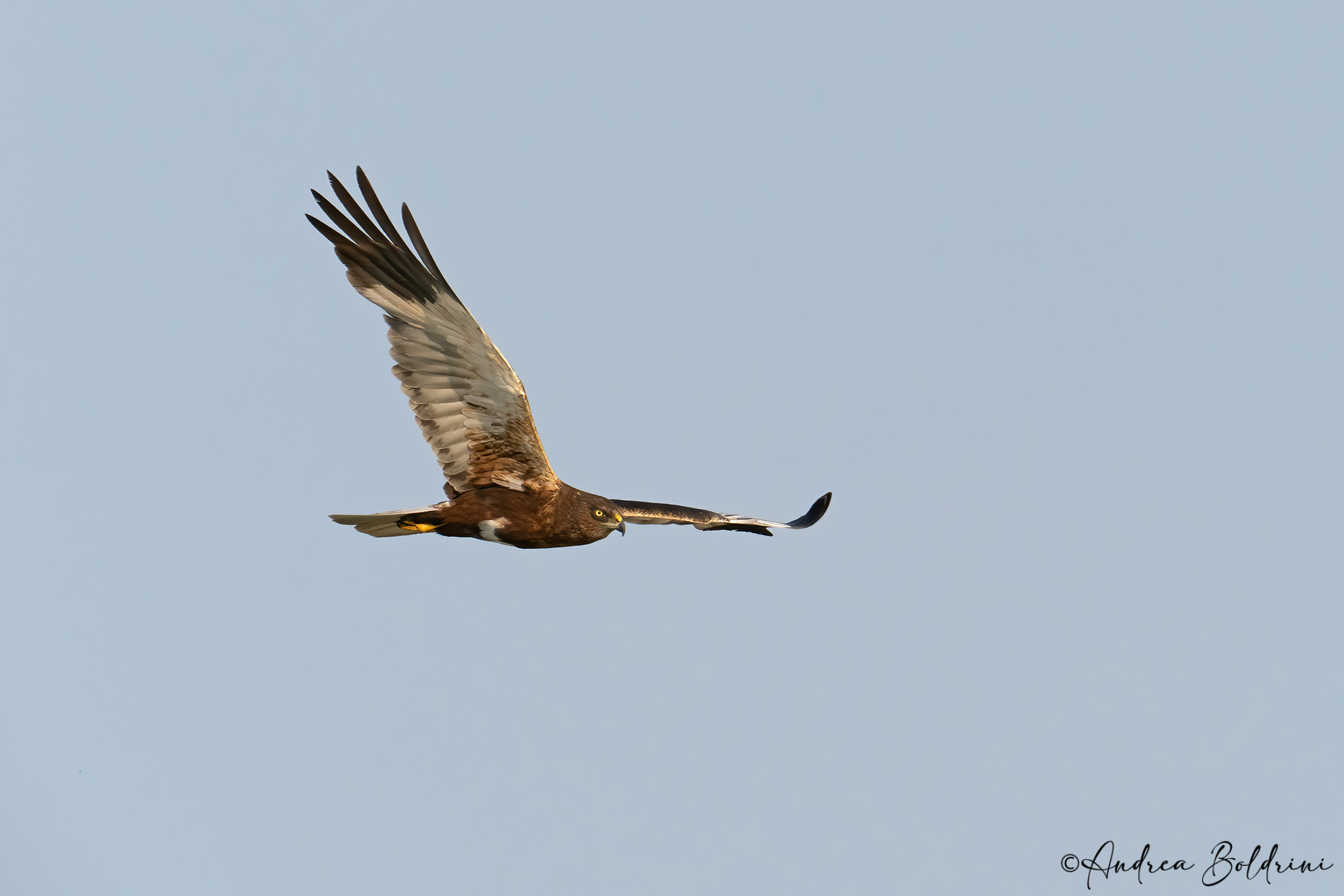 Marsh harrier