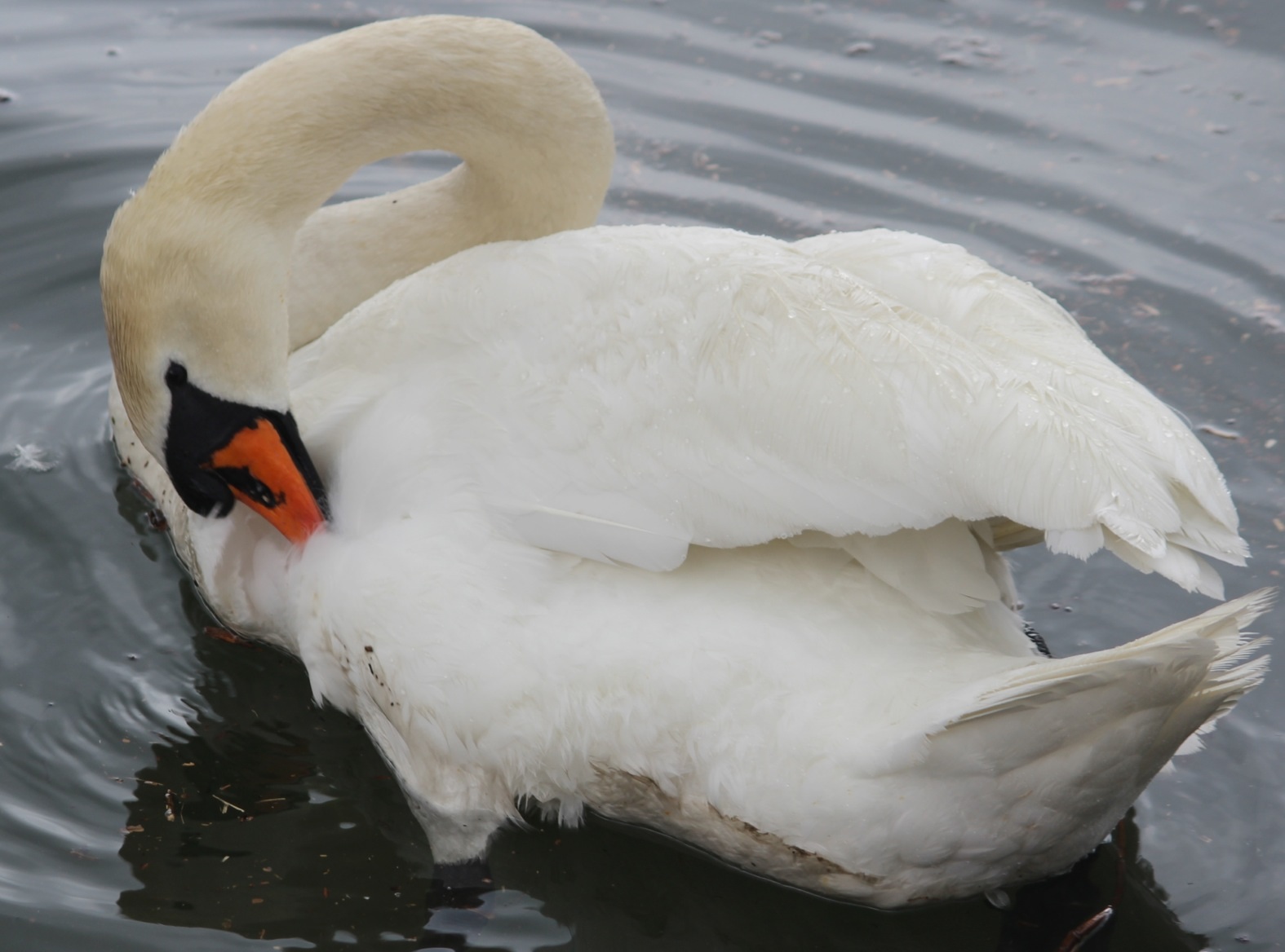 Swan