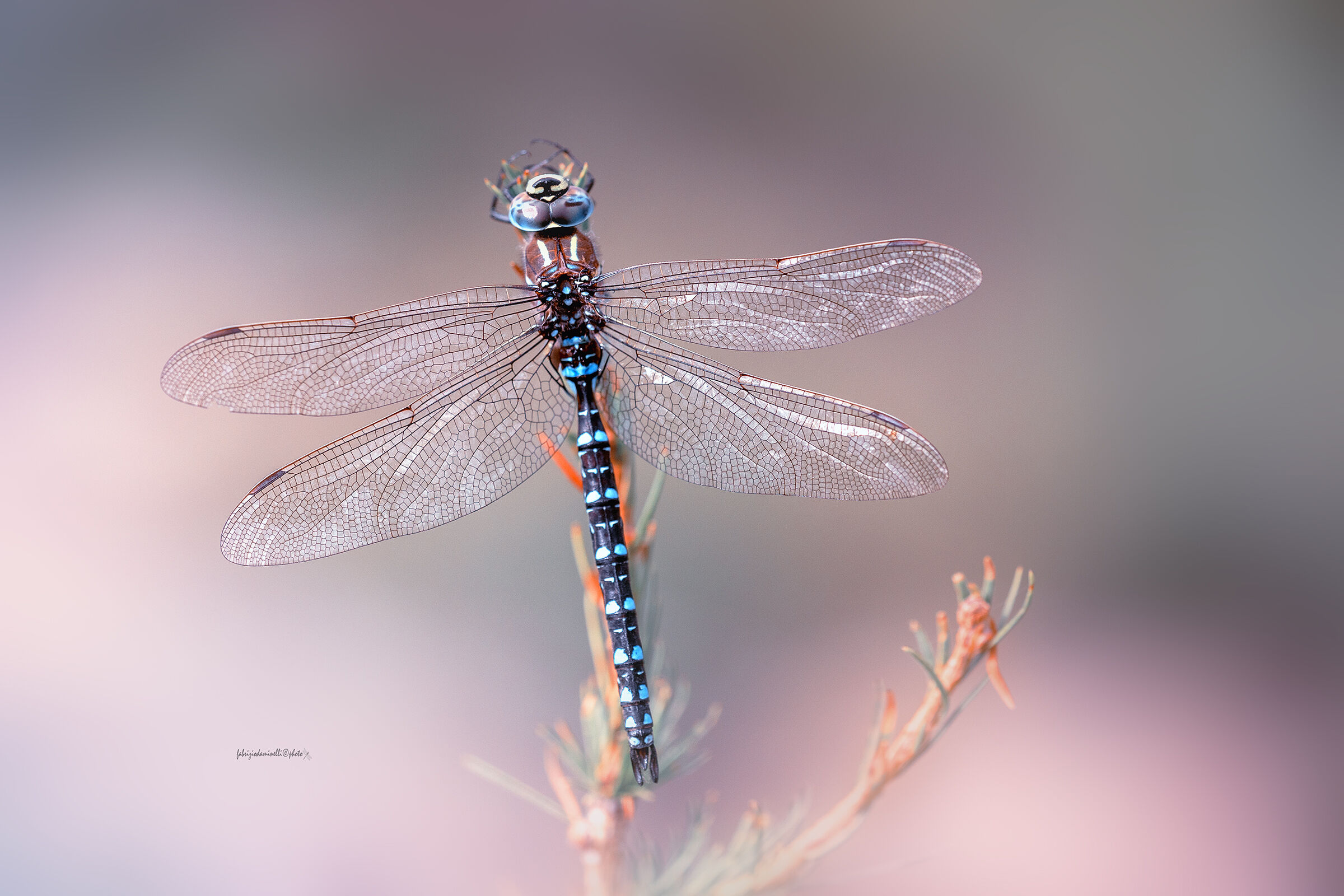 Aeshna juncea - male