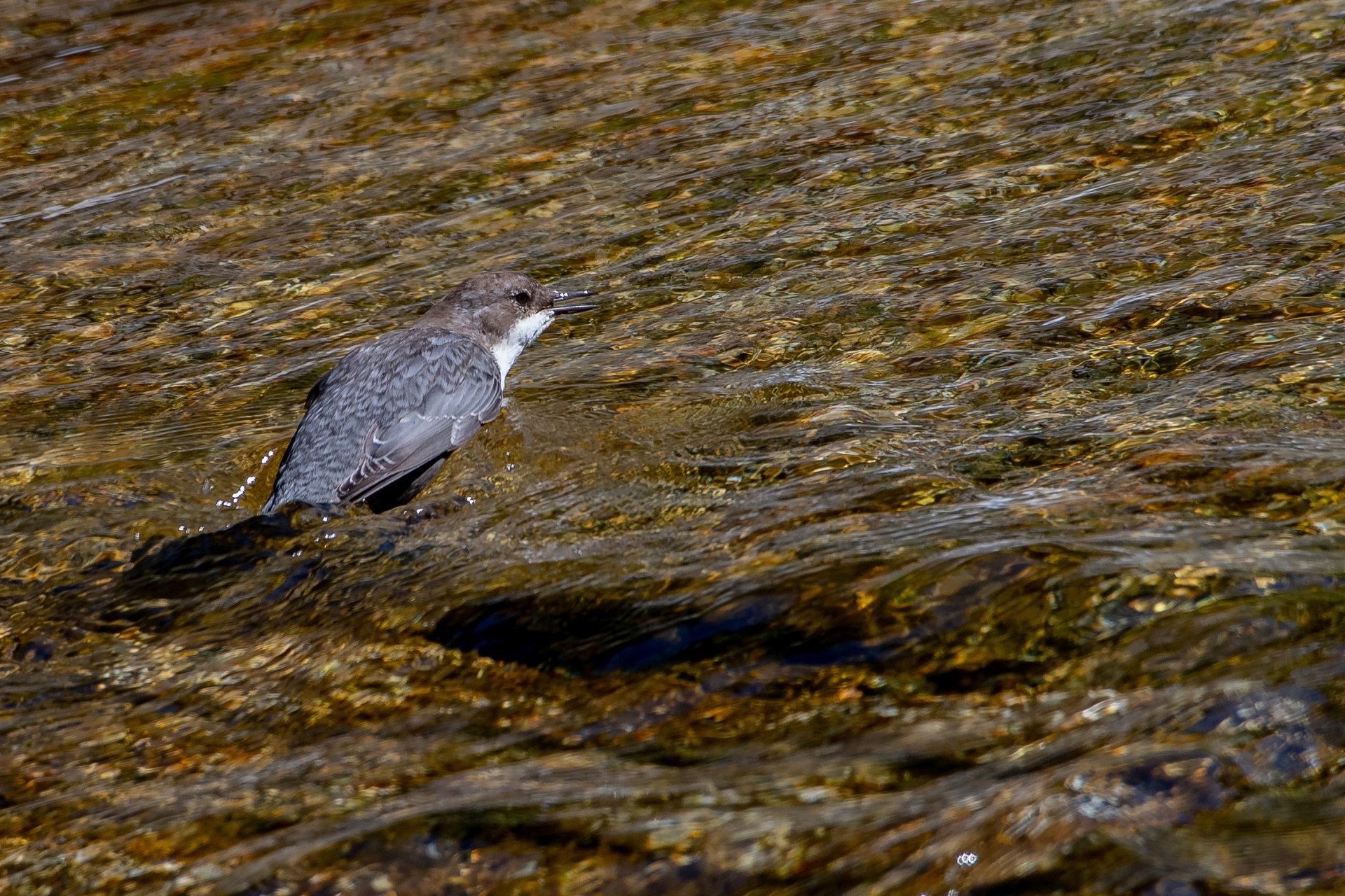 white-throated dipper