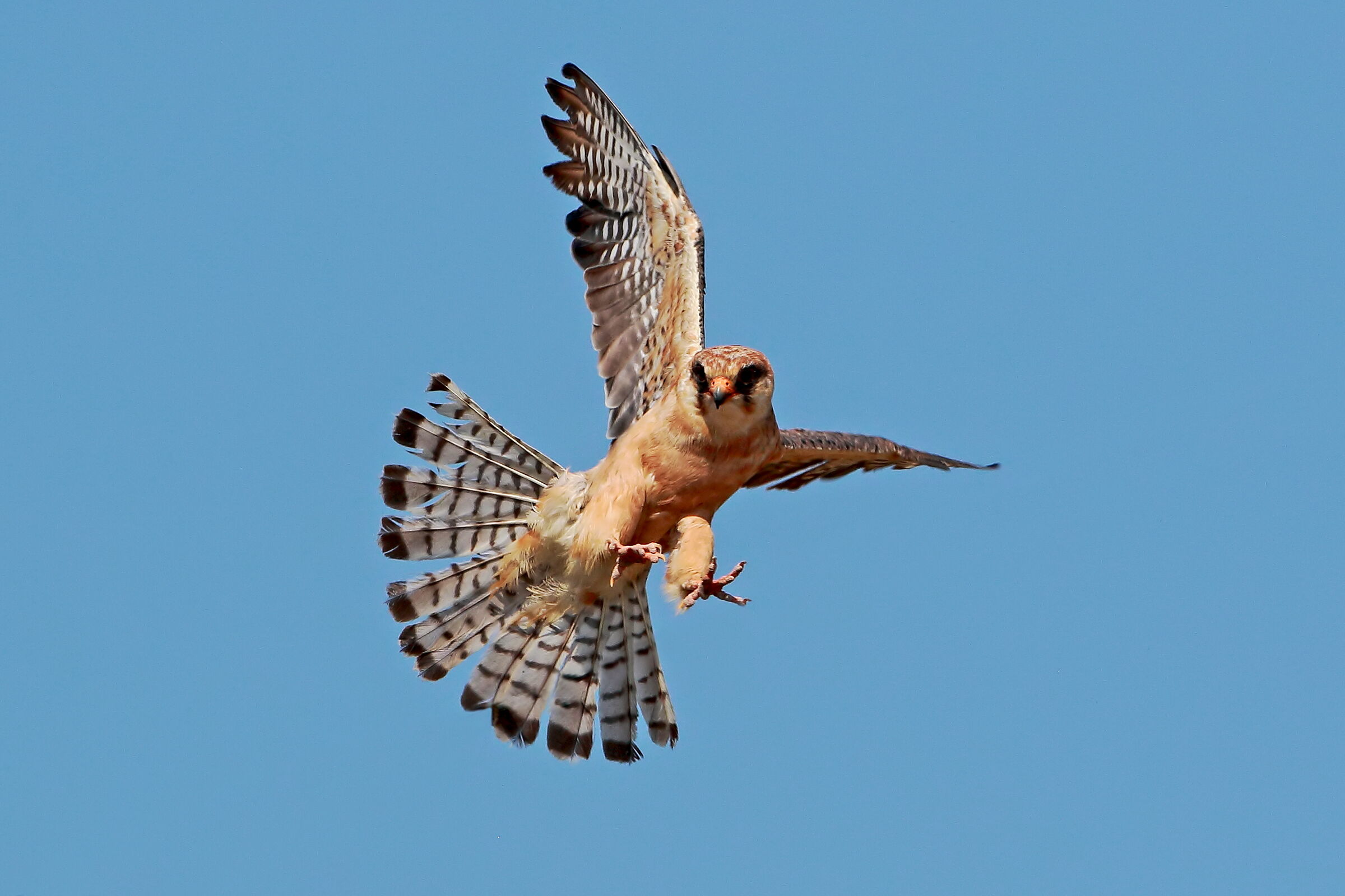 In attack... (adult female hawk cuckoo)