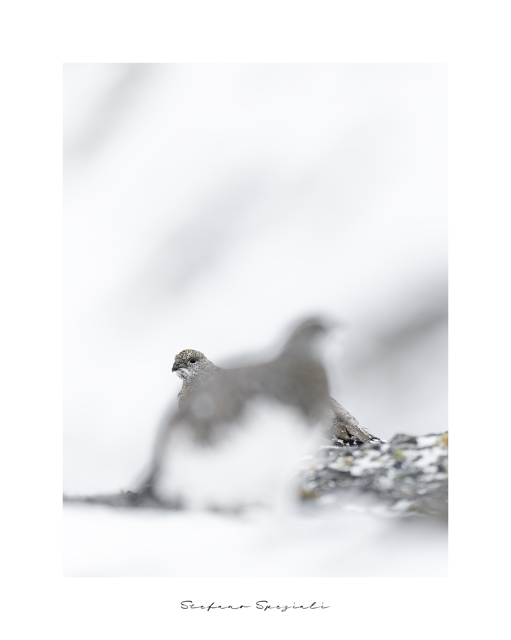 Ptarmigan: Lagopus molt