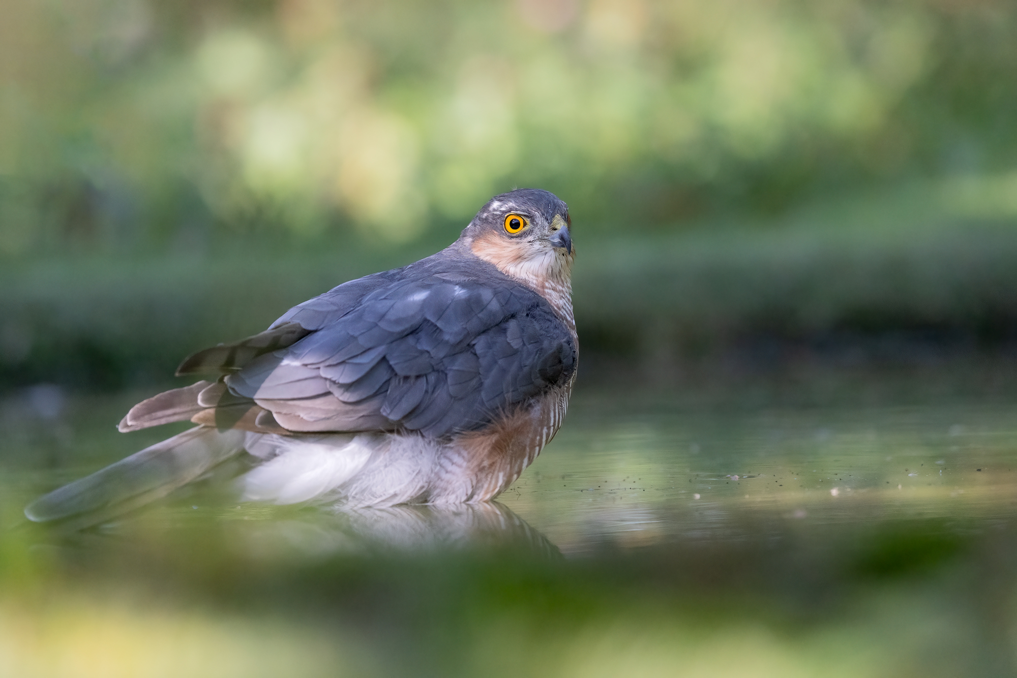 Male sparrowhawk