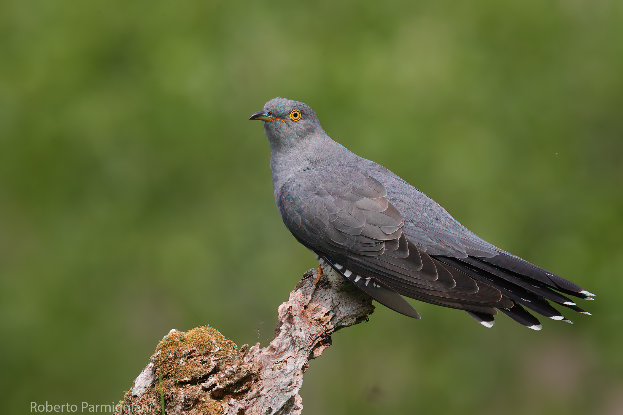 Cuckoo