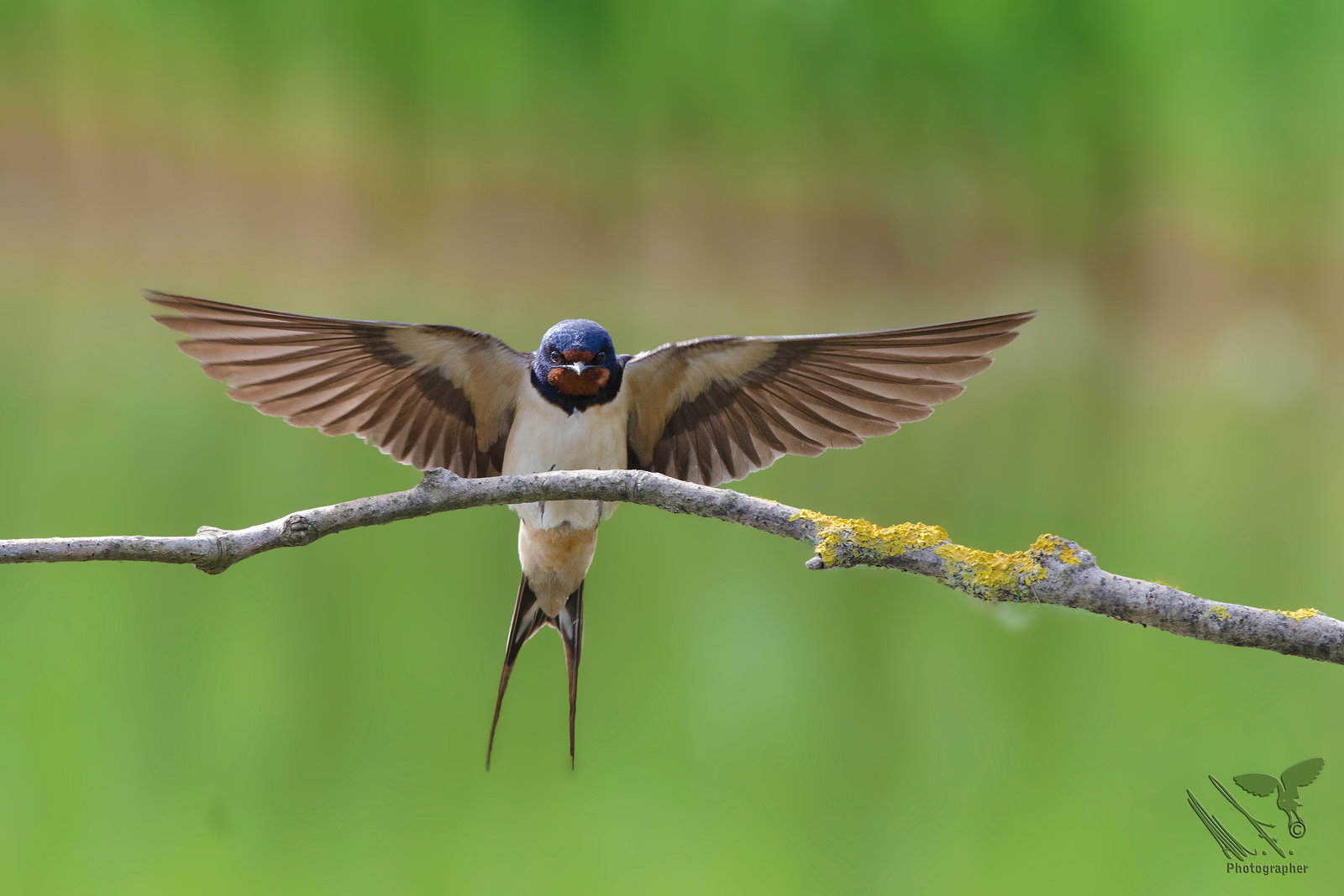 Swallow landing!