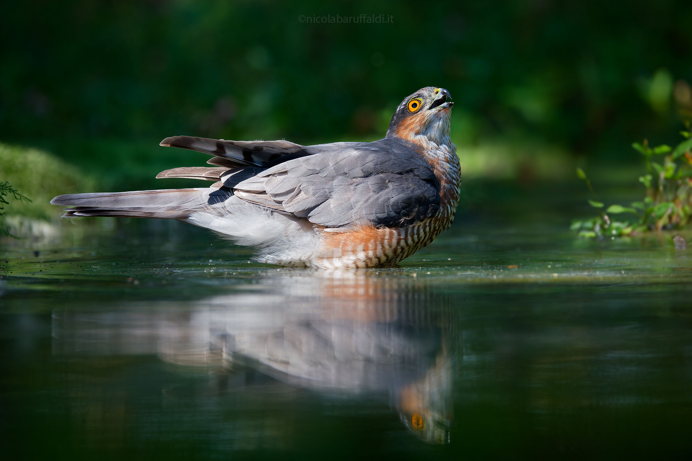 The Sparrowhawk