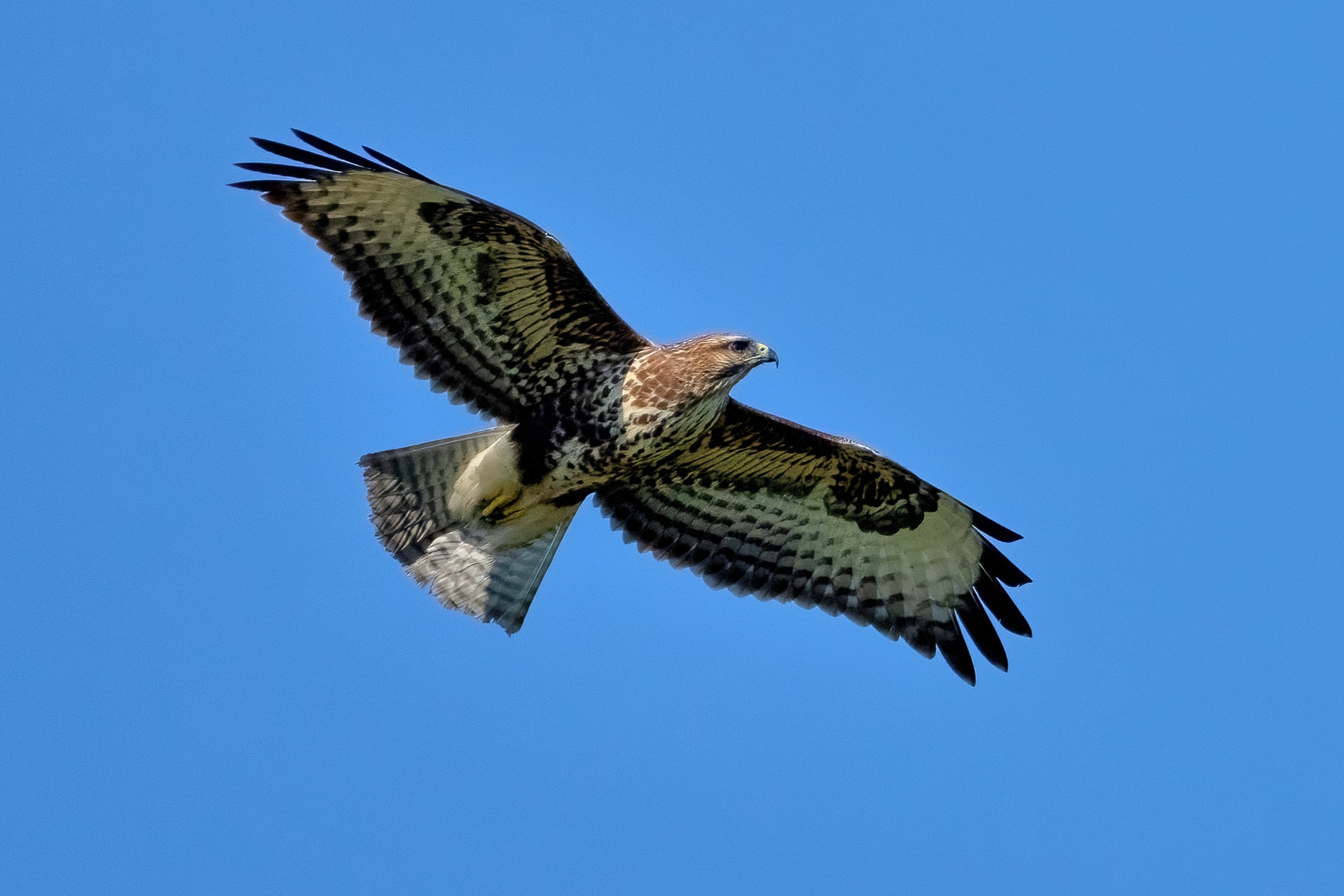 Poiana (Buteo buteo)